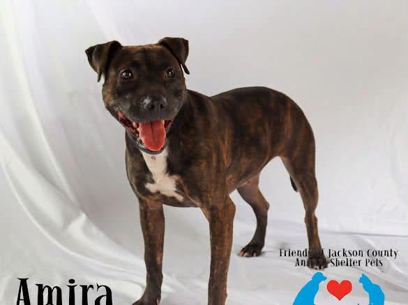 Enlarge Amira, a ADOPTABLE Patterdale Terrier / Fell Terrier in Ocean Springs, MS image 2/5