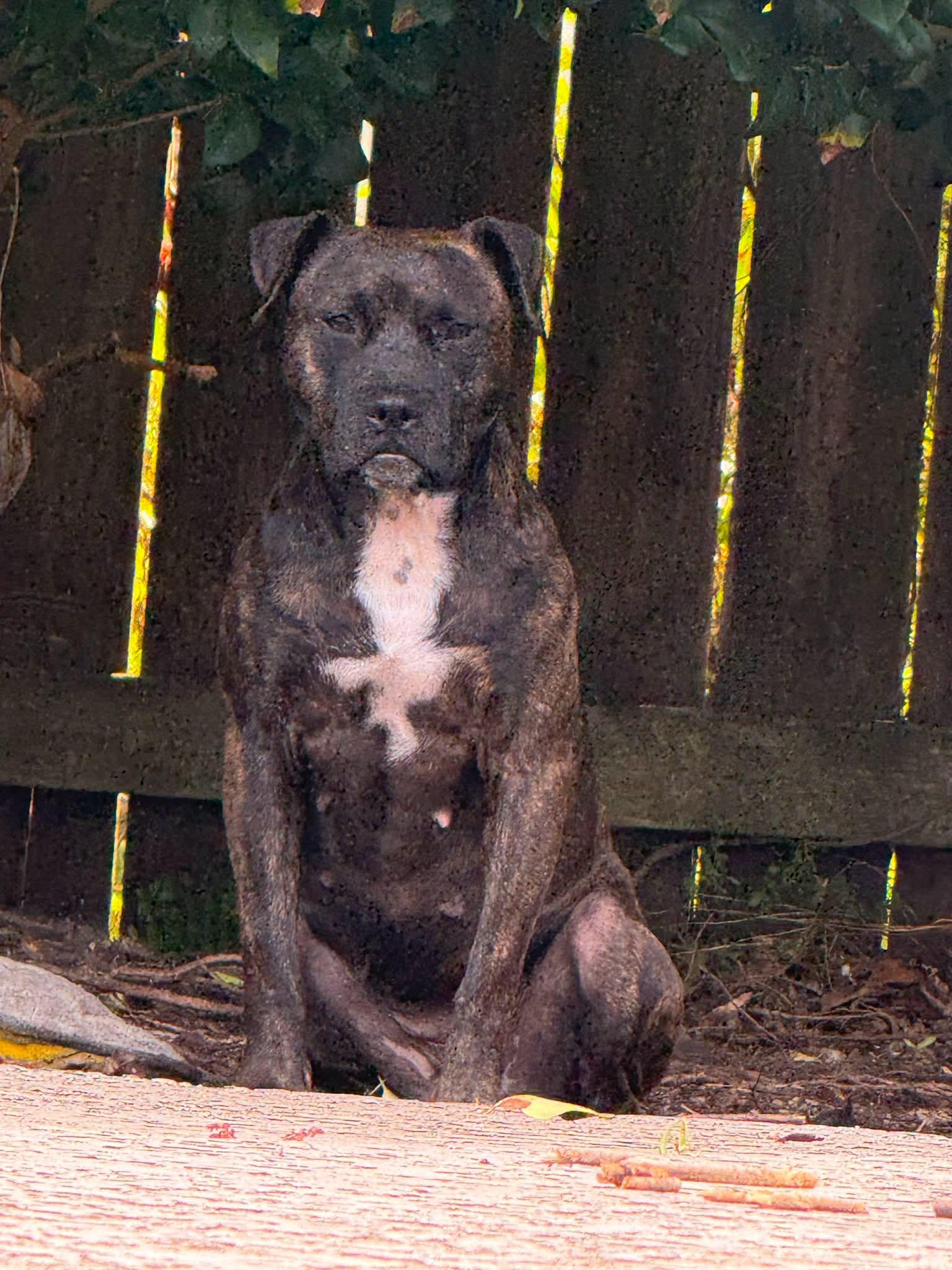 Enlarge Amira, a ADOPTABLE Patterdale Terrier / Fell Terrier in Ocean Springs, MS image 5/5
