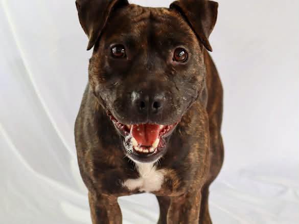 Amira, ADOPTABLE, Young Female Patterdale Terrier / Fell Terrier.