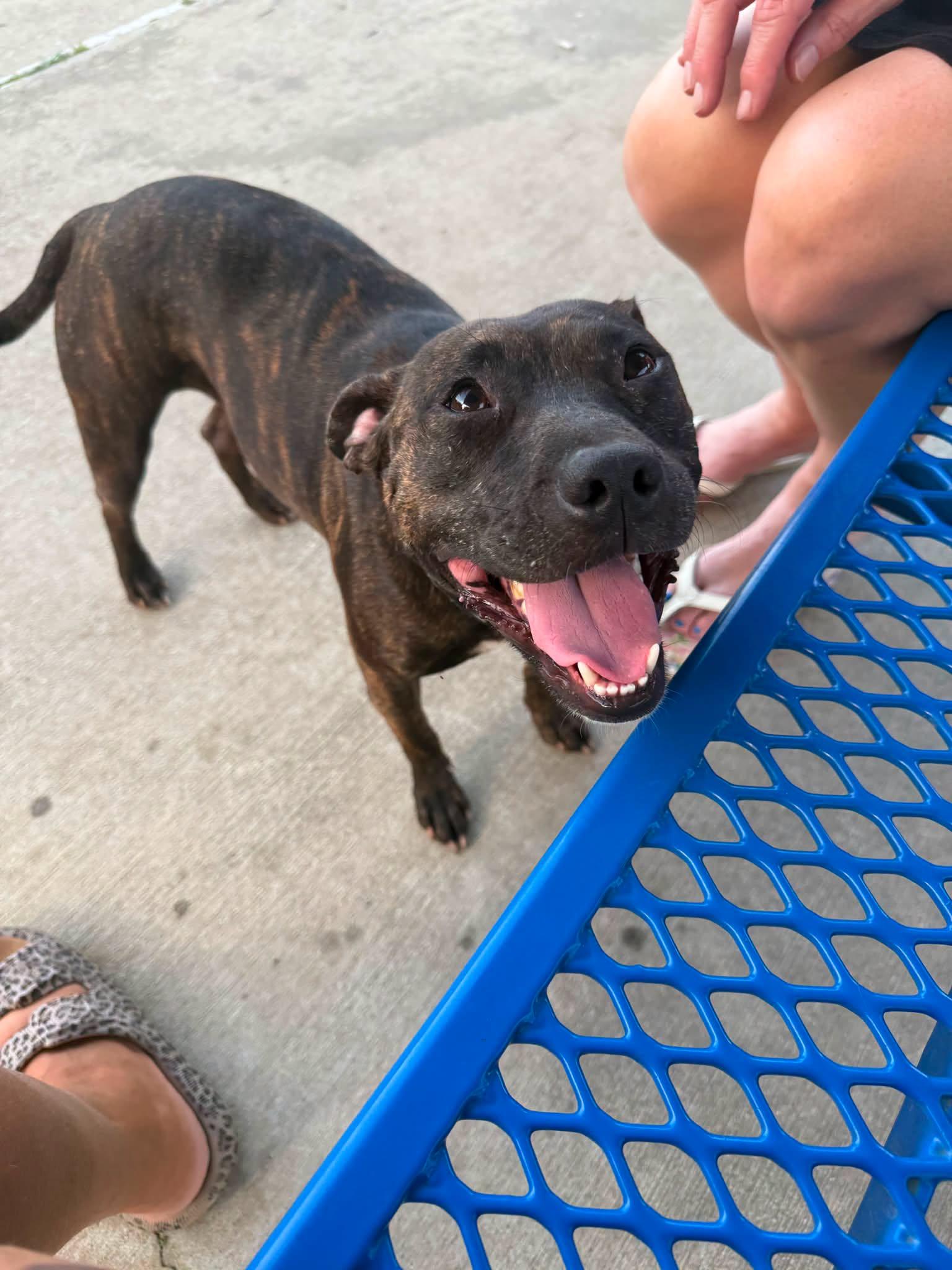 Enlarge Amira, a ADOPTABLE Patterdale Terrier / Fell Terrier in Ocean Springs, MS image 4/5
