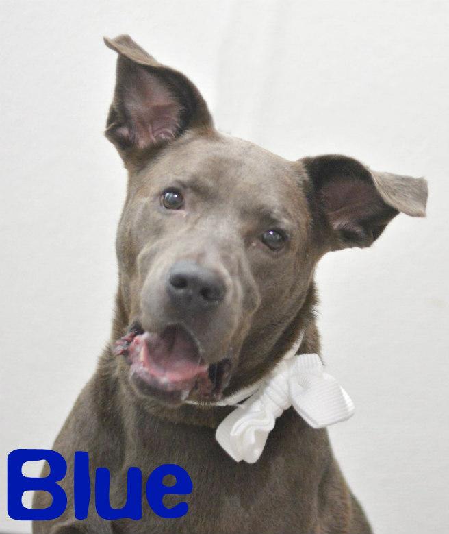 Blue, an adoptable Weimaraner, Great Dane in Lake Havasu City, AZ, 86406 | Photo Image 1