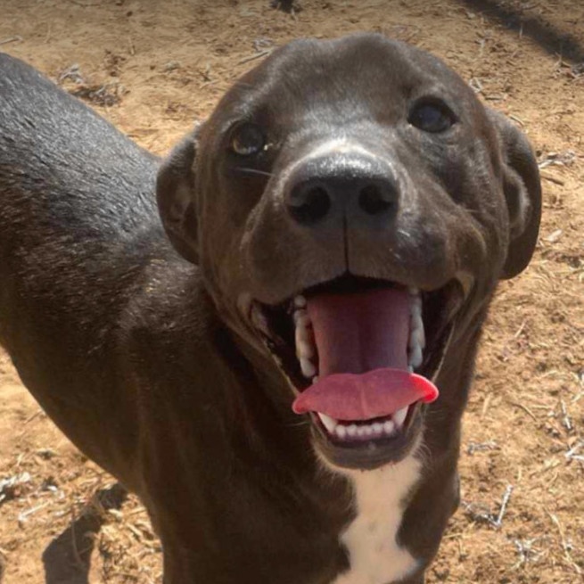 Enlarge Star Radiant, a Adoptable Black Labrador Retriever in Woburn, MA image 5/5