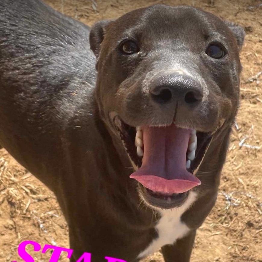 Enlarge Star Radiant, a Adoptable Black Labrador Retriever in Woburn, MA image 3/5