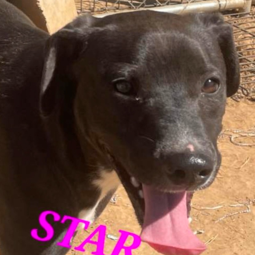 Enlarge Star Radiant, a Adoptable Black Labrador Retriever in Woburn, MA image 4/5