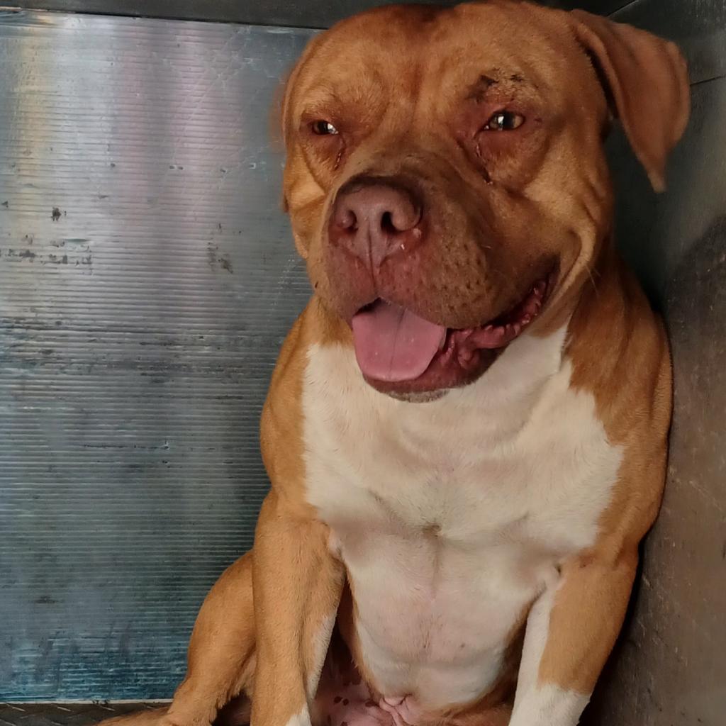 Simba, a Adoptable English Bulldog in Valley, AL image 1/6