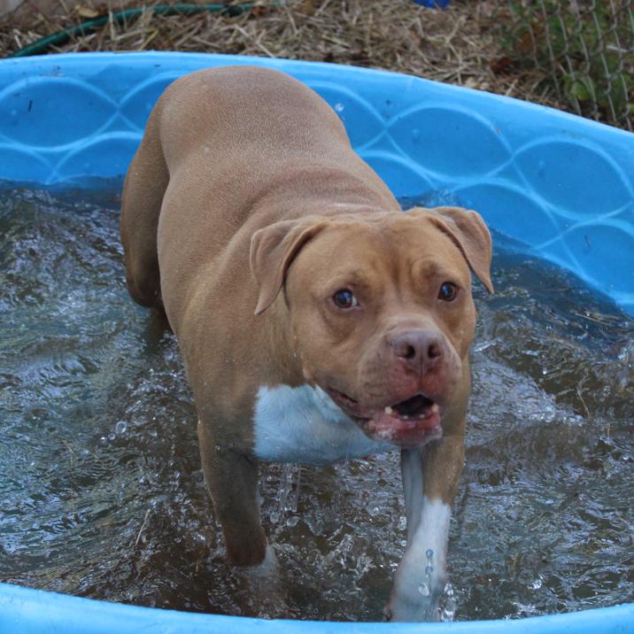 Simba, a Adoptable English Bulldog in Valley, AL image 3/6