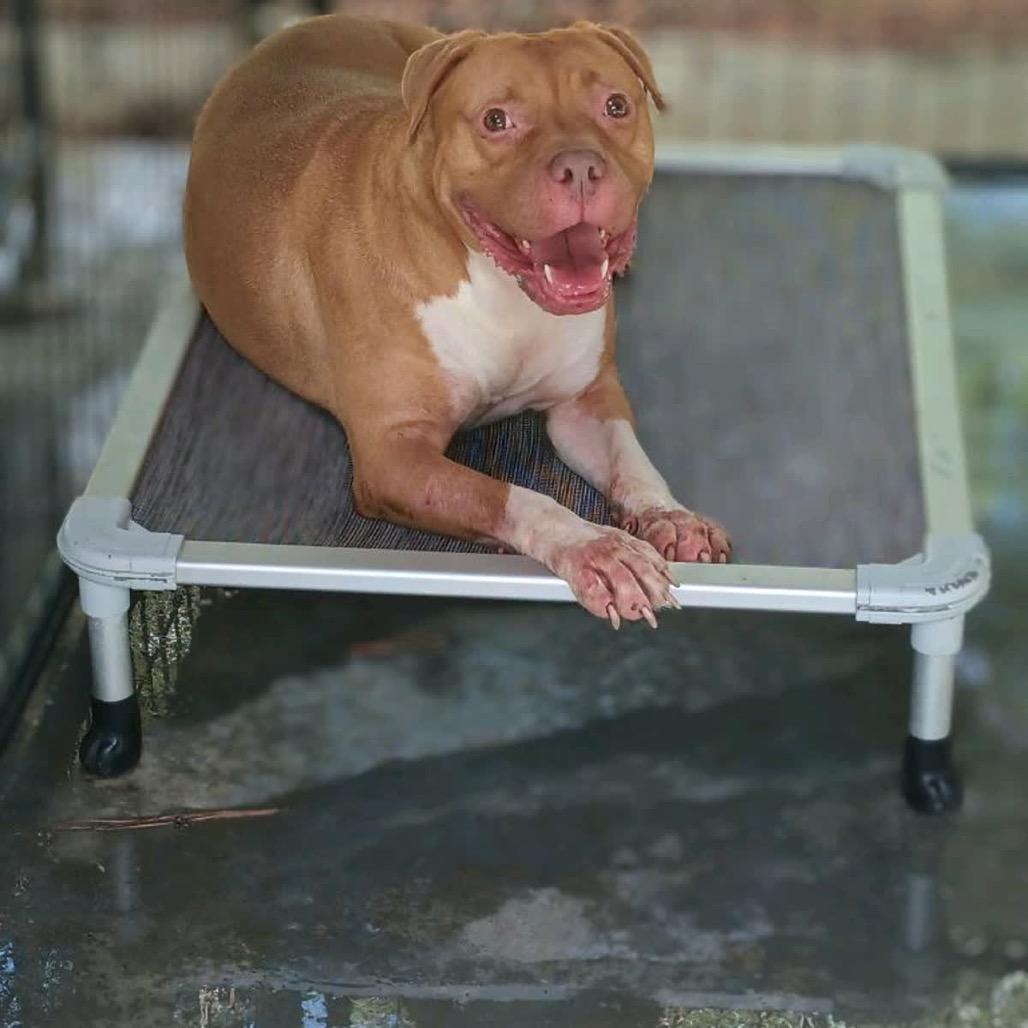 Simba, a Adoptable English Bulldog in Valley, AL image 1/6