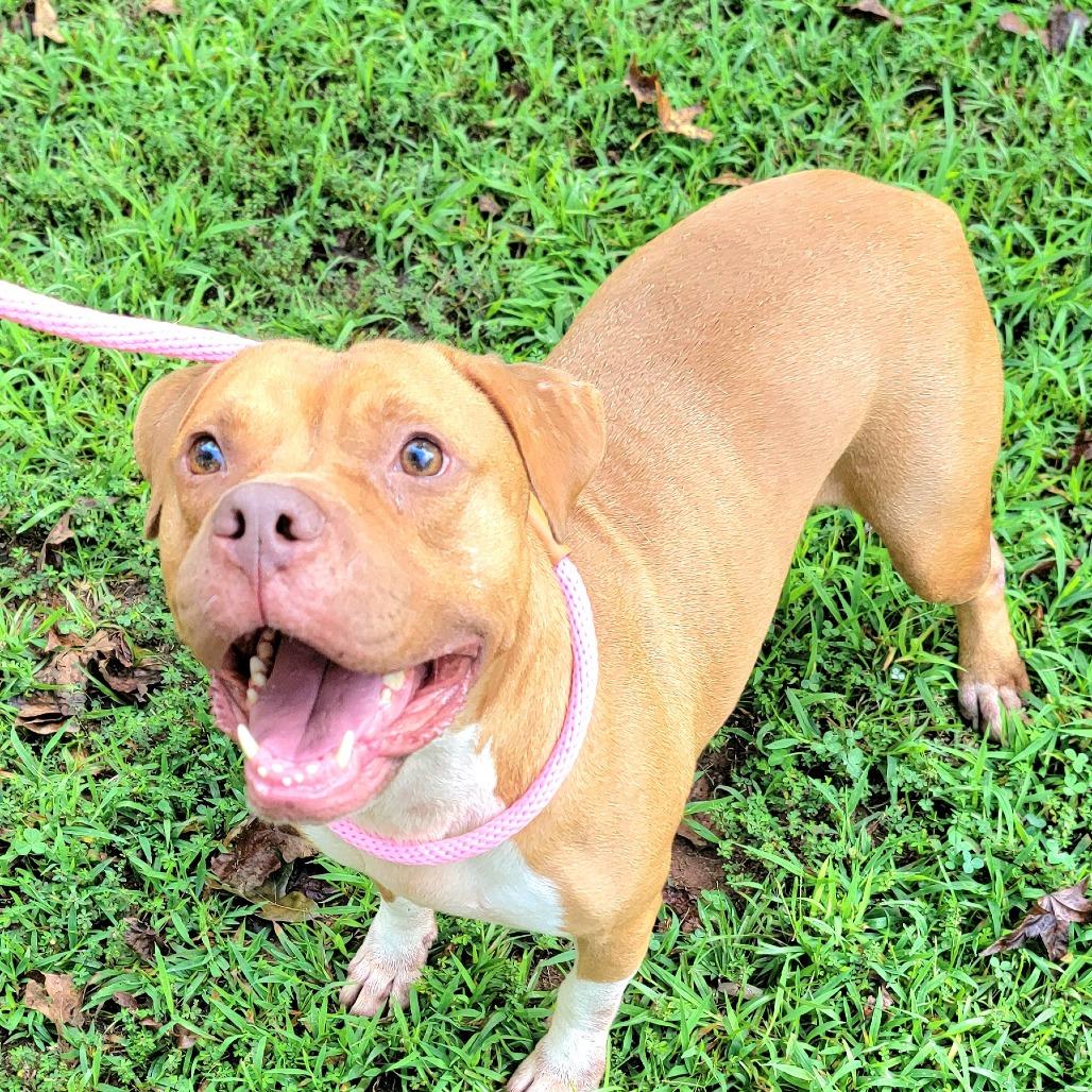 Simba, a Adoptable English Bulldog in Valley, AL image 4/6