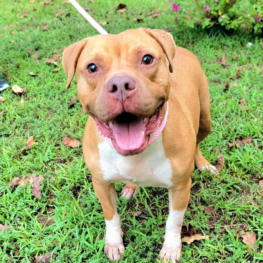 Simba, a Adoptable English Bulldog in Valley, AL image 2/6