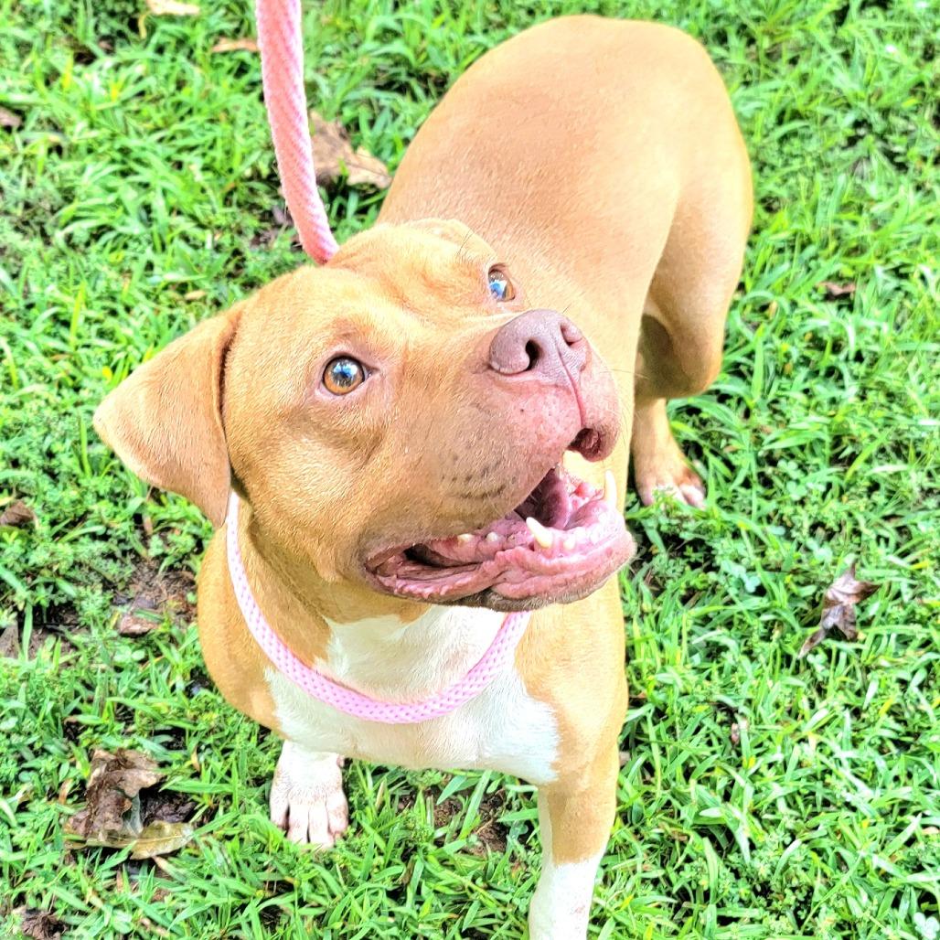Simba, a Adoptable English Bulldog in Valley, AL image 4/6