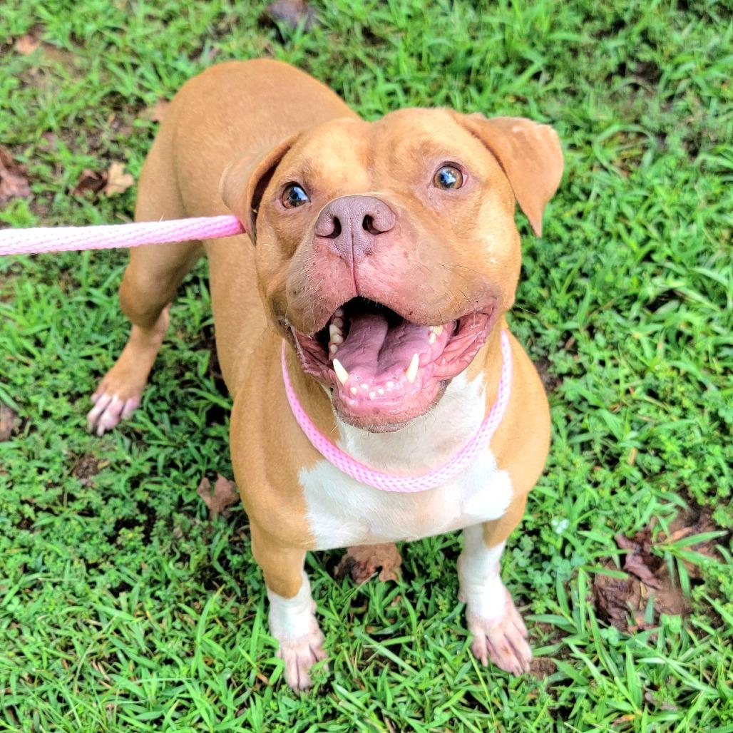 Simba, a Adoptable English Bulldog in Valley, AL image 5/6