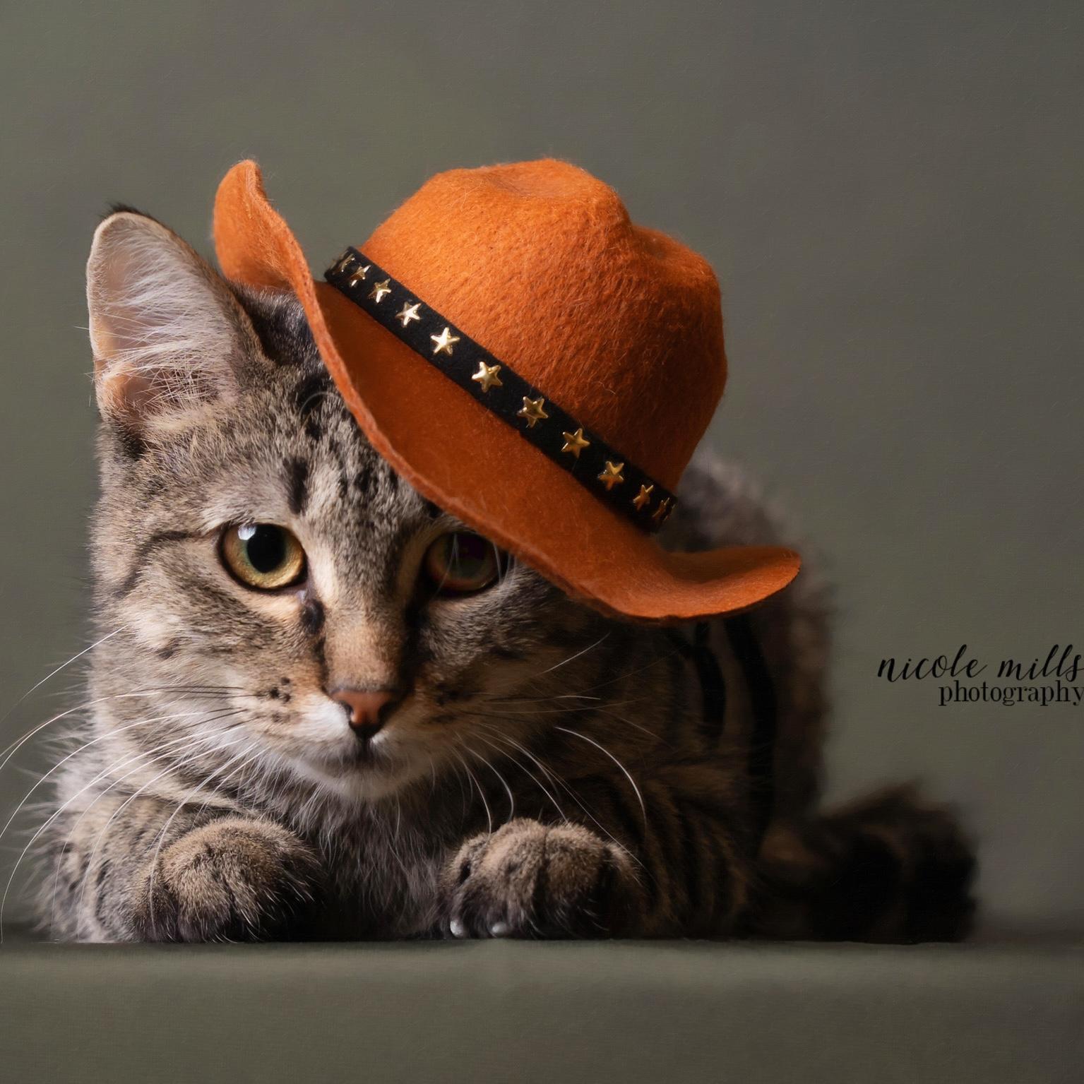 Ivan, Adoptable, Young Male Domestic Short Hair.