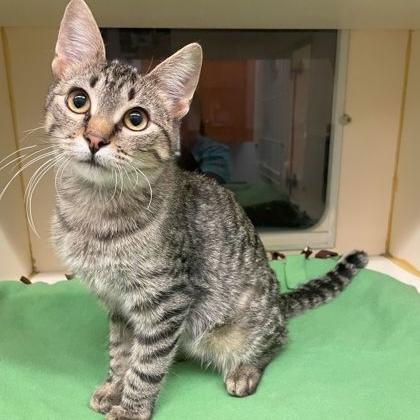 Enlarge Ivan, a Adoptable Domestic Short Hair in Rochester, MN image 2/2