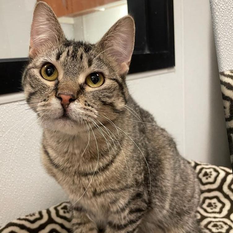 Enlarge Ivan, a Adoptable Domestic Short Hair in Rochester, MN image 1/4