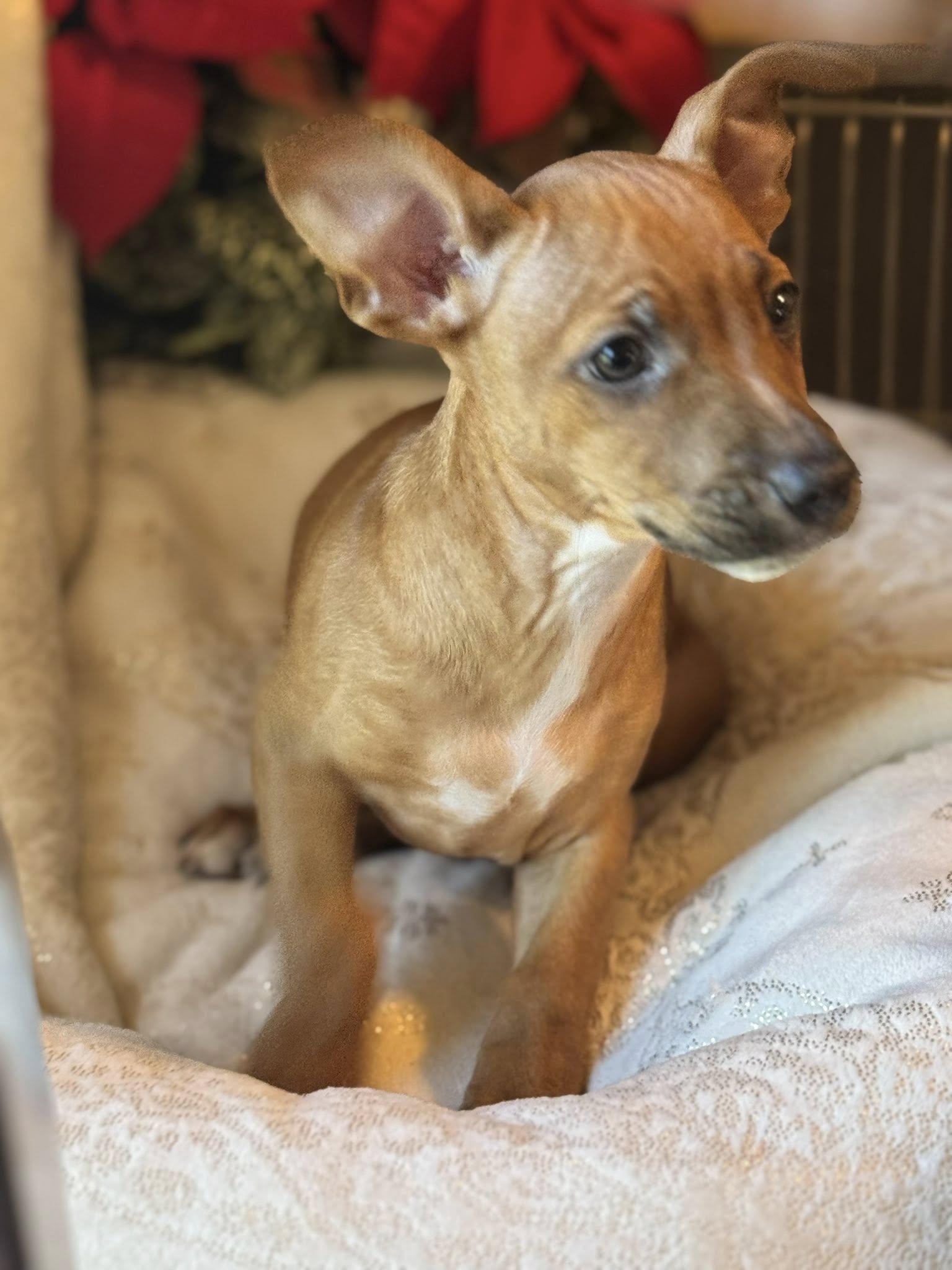 Meatball, Adoptable, Puppy Male Chihuahua.