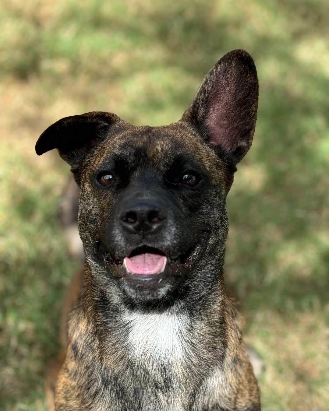 Jabba, a Adoptable mixed breed in Georgetown, TX image 1/4