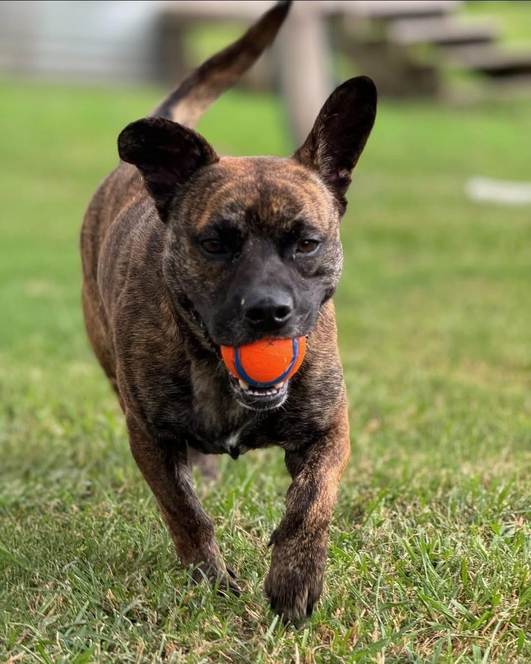 Jabba, Adoptable, Adult Male American Staffordshire Terrier & French Bulldog.