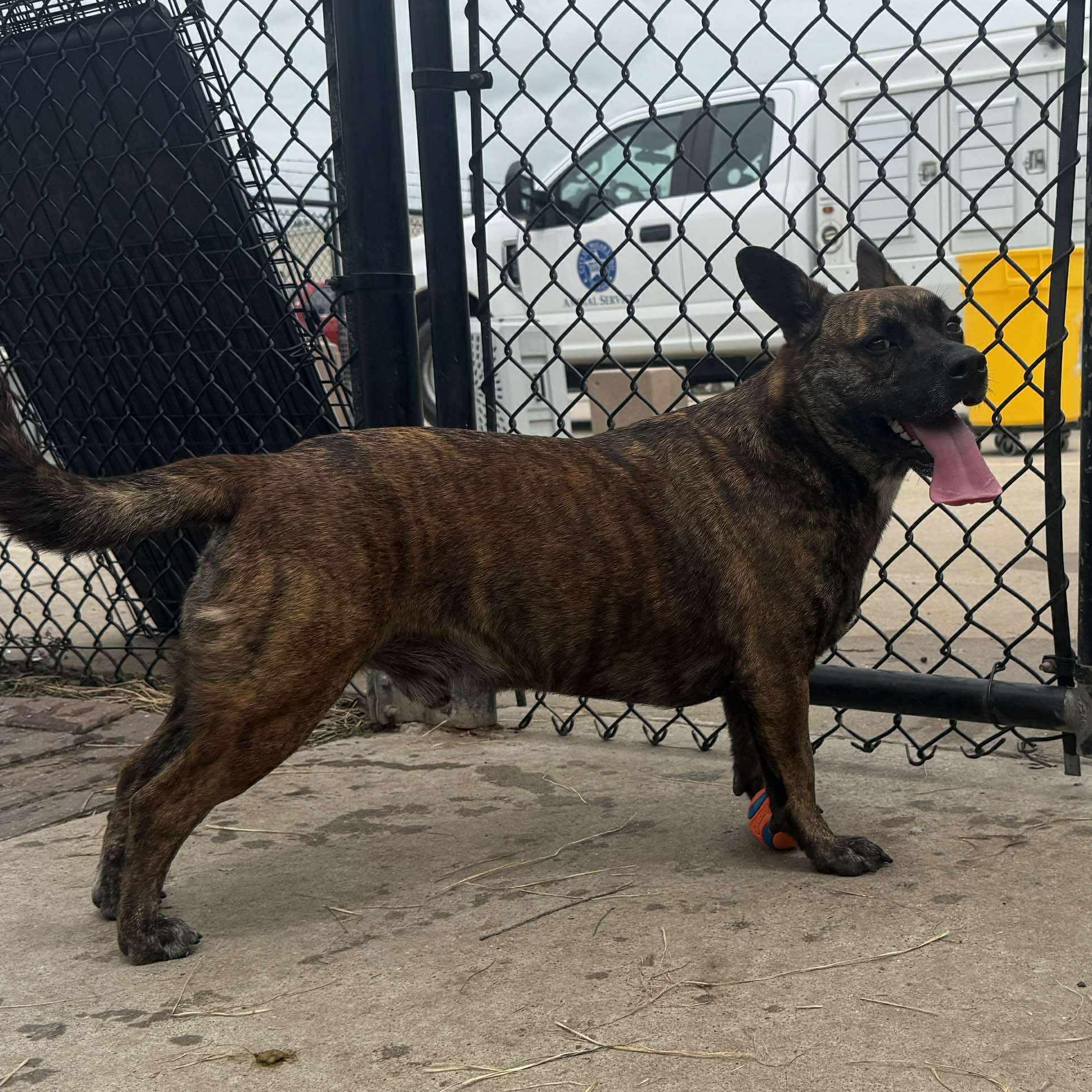 Jabba, a Adoptable mixed breed in Georgetown, TX image 3/4