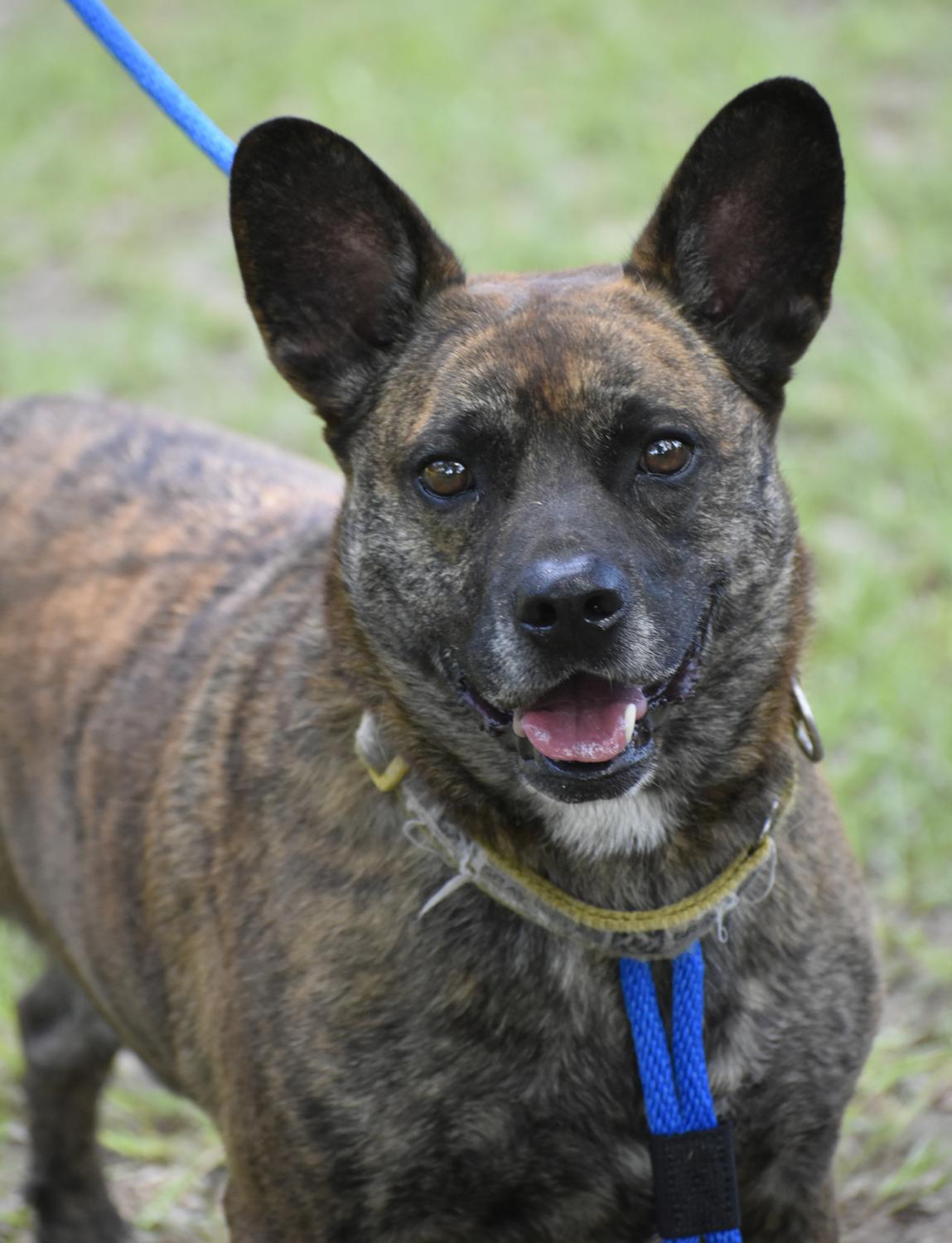 Jabba, a Adoptable mixed breed in Georgetown, TX image 4/5