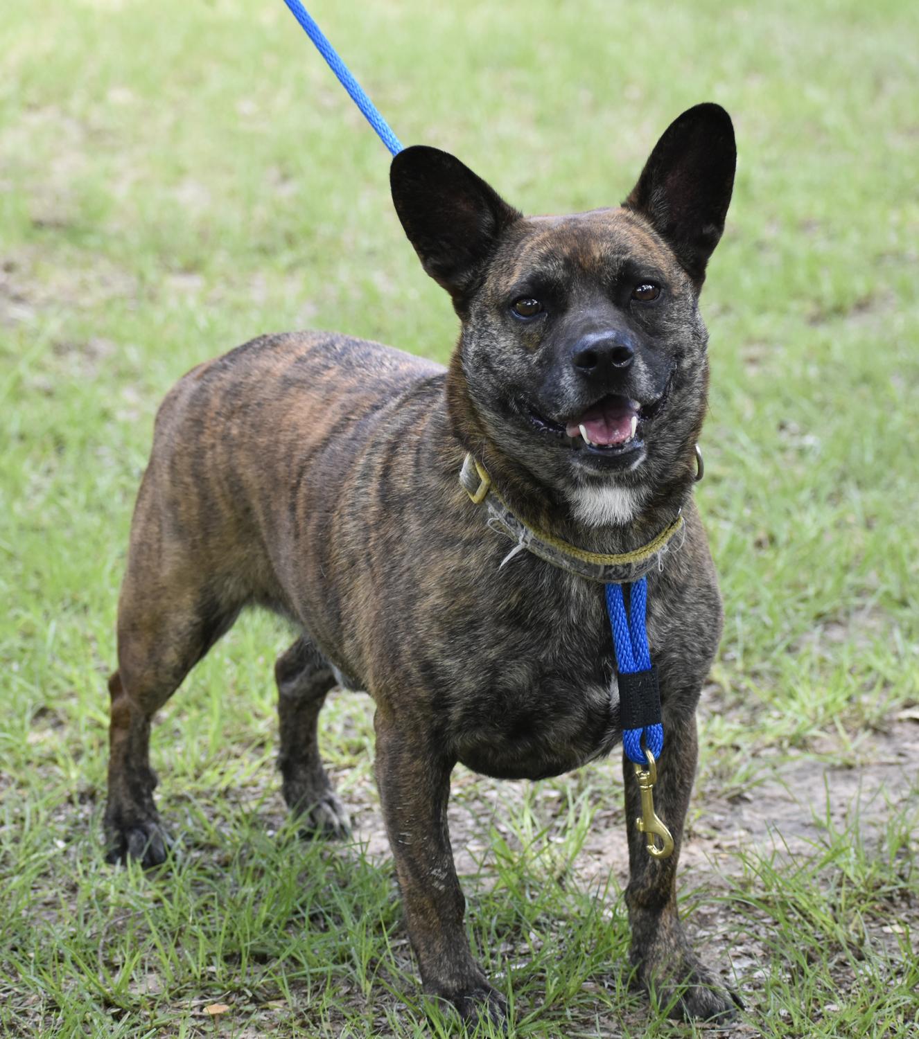 Jabba, a Adoptable mixed breed in Georgetown, TX image 5/5