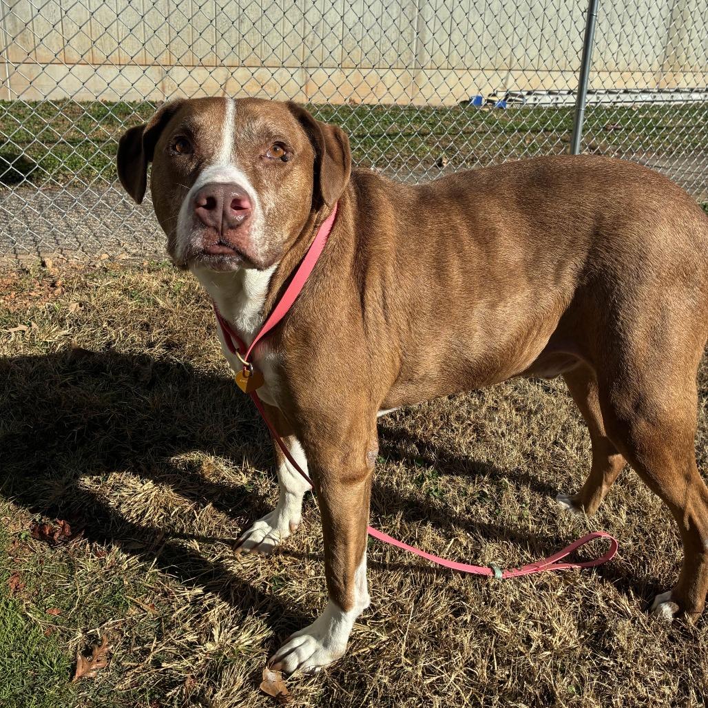 Enlarge Rex, a Adoptable mixed breed in Greenville, SC image 1/6