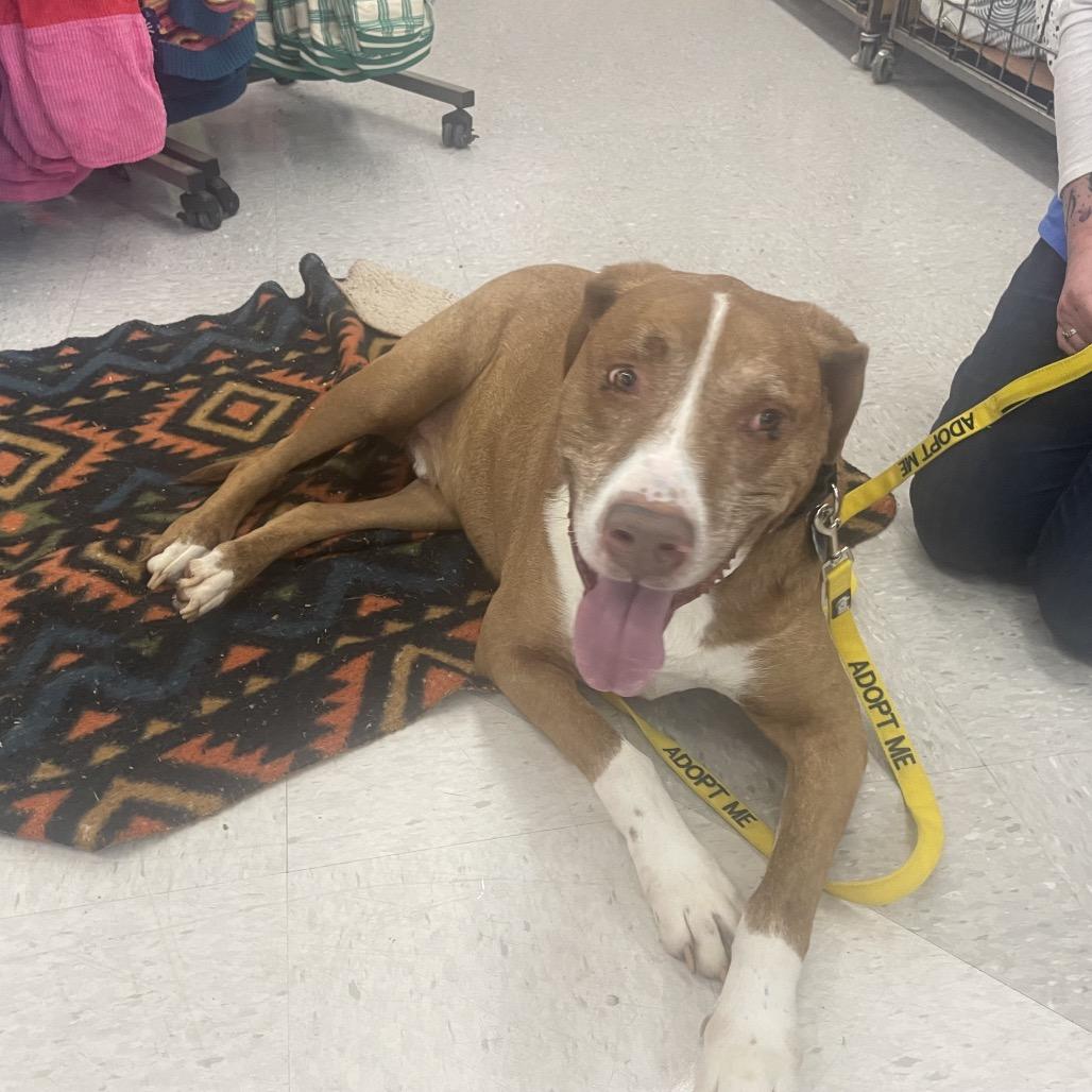 Enlarge Rex, a Adoptable mixed breed in Greenville, SC image 2/6