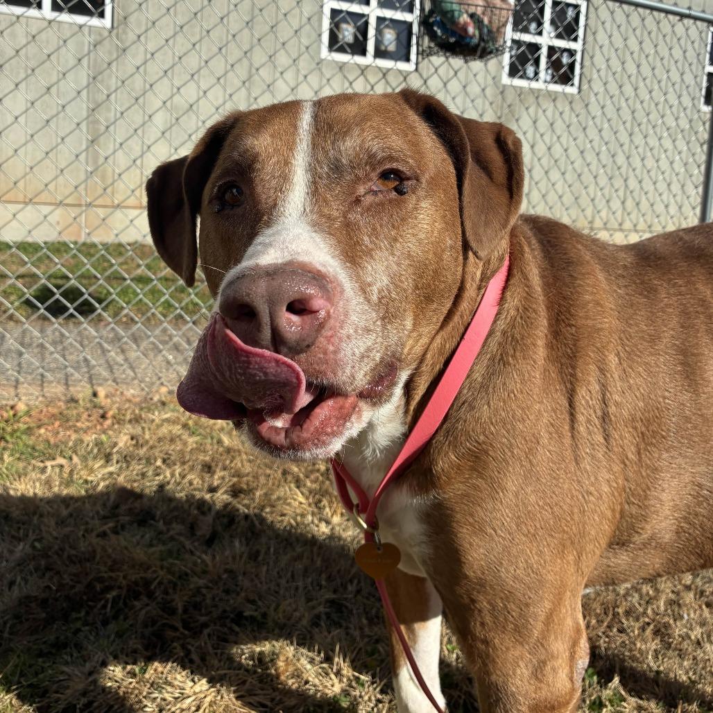 Enlarge Rex, a Adoptable mixed breed in Greenville, SC image 3/6