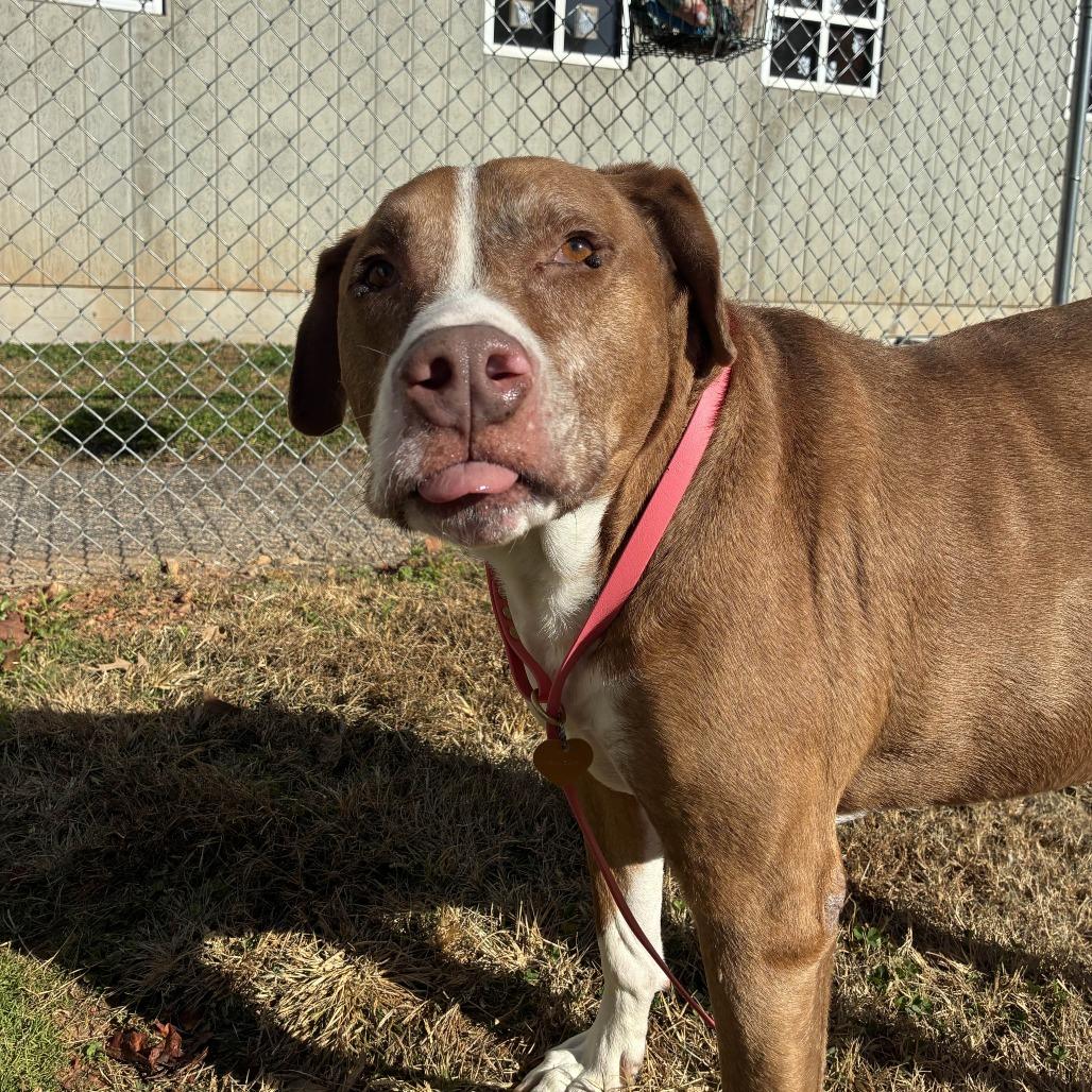Enlarge Rex, a Adoptable mixed breed in Greenville, SC image 4/6