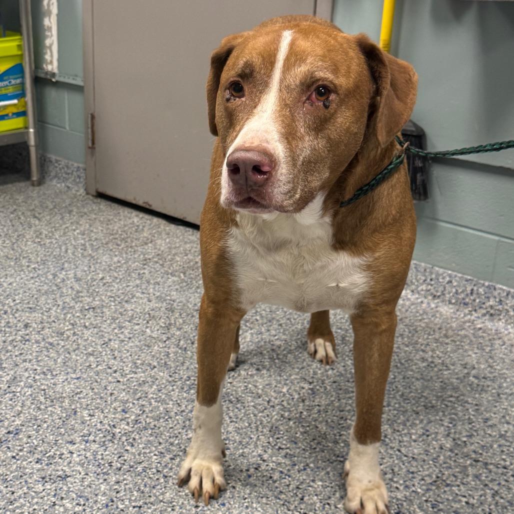 Enlarge Rex, a Adoptable mixed breed in Greenville, SC image 5/6