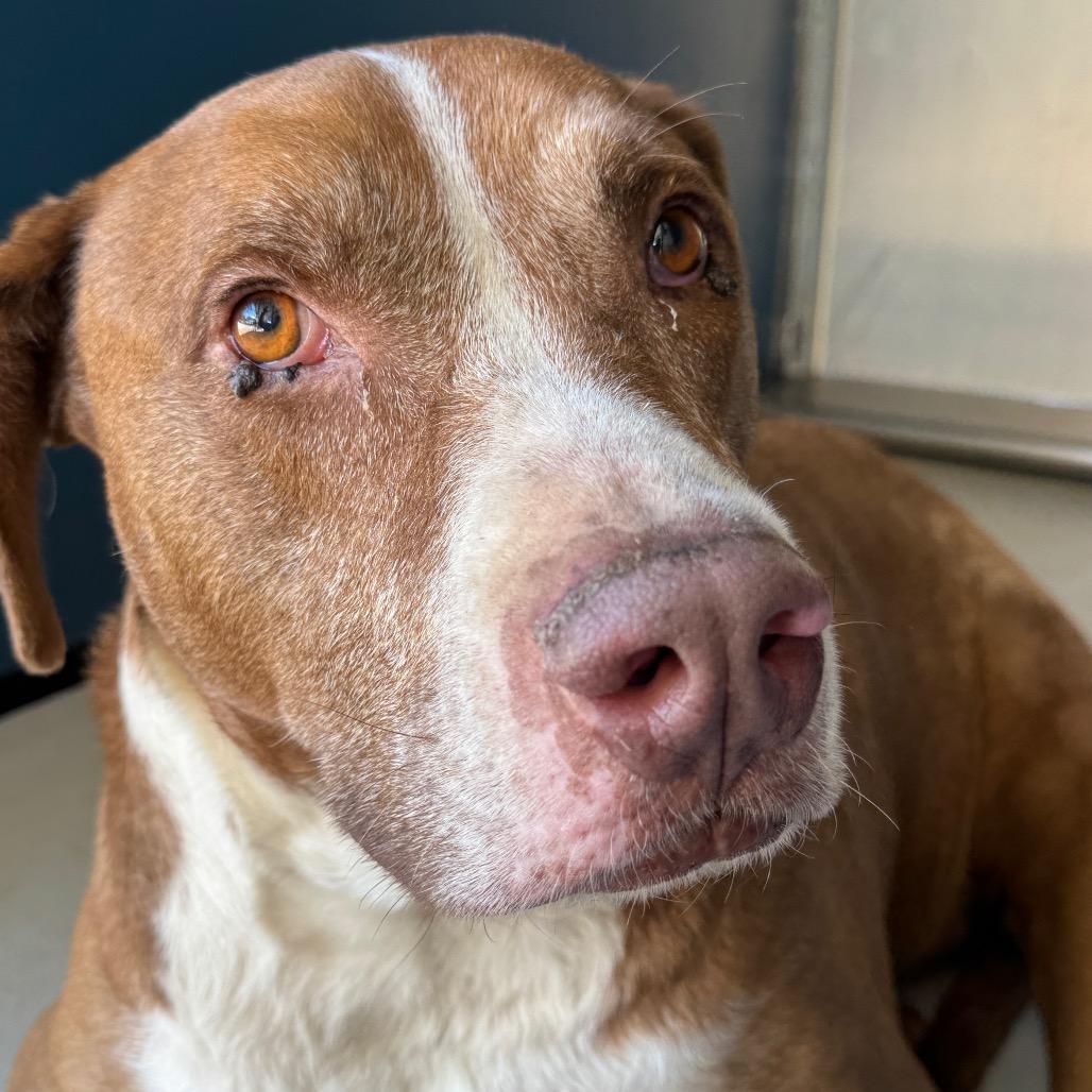 Enlarge Rex, a Adoptable mixed breed in Greenville, SC image 6/6