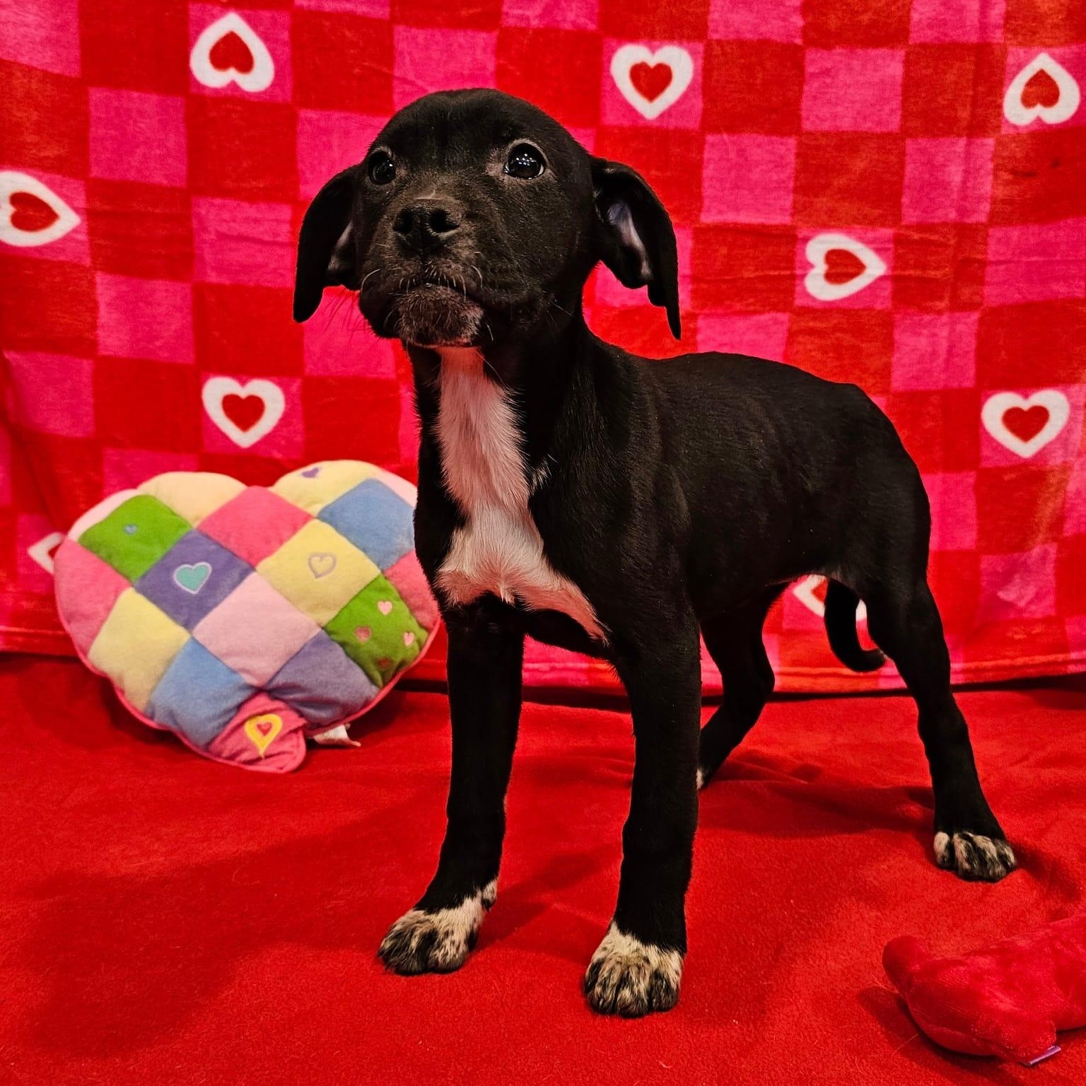 Enlarge Ladybug, an adopted Mixed Breed in Danville, PA image 1/1
