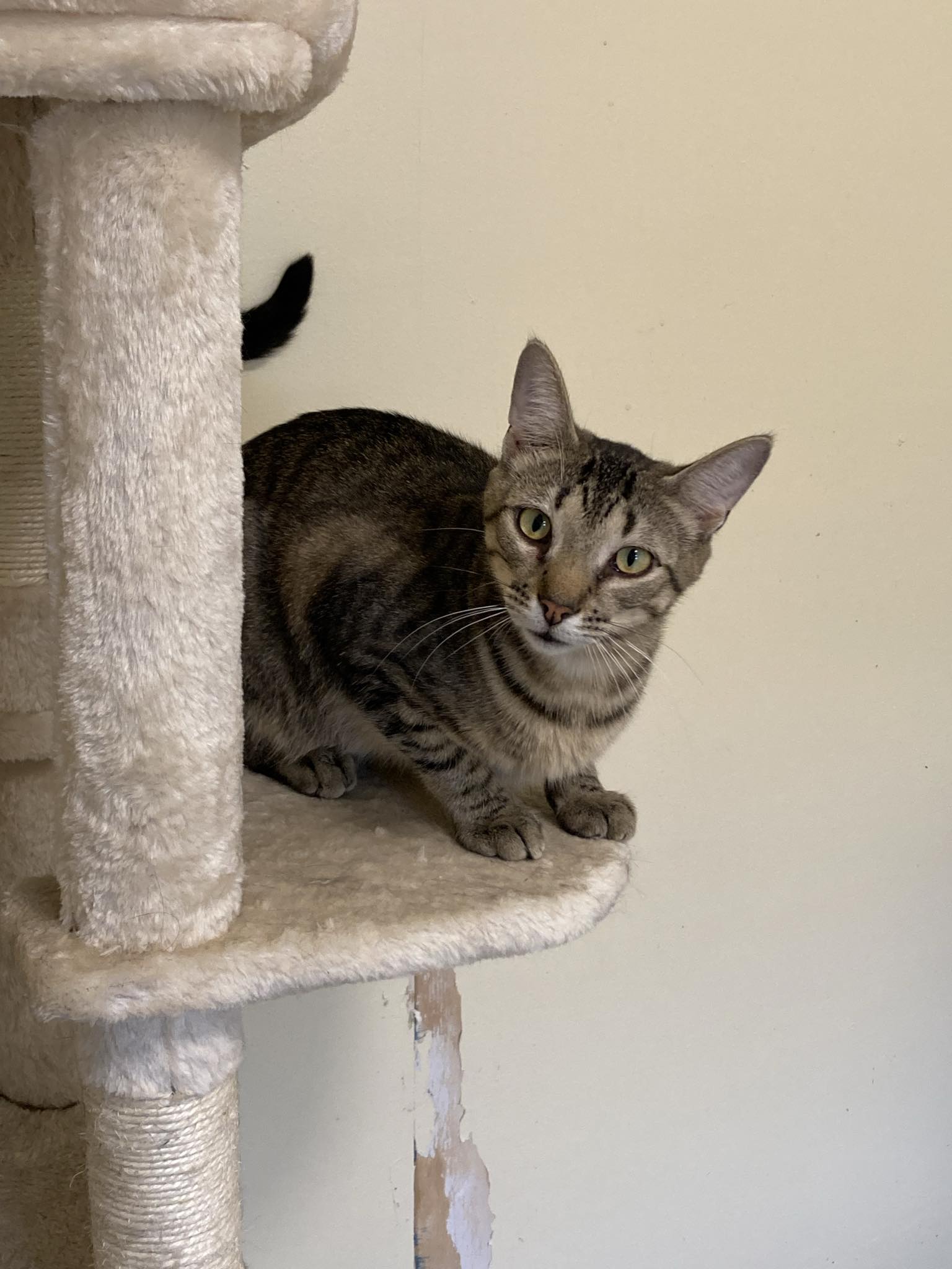 Ray, Adoptable, Young Male Domestic Short Hair.