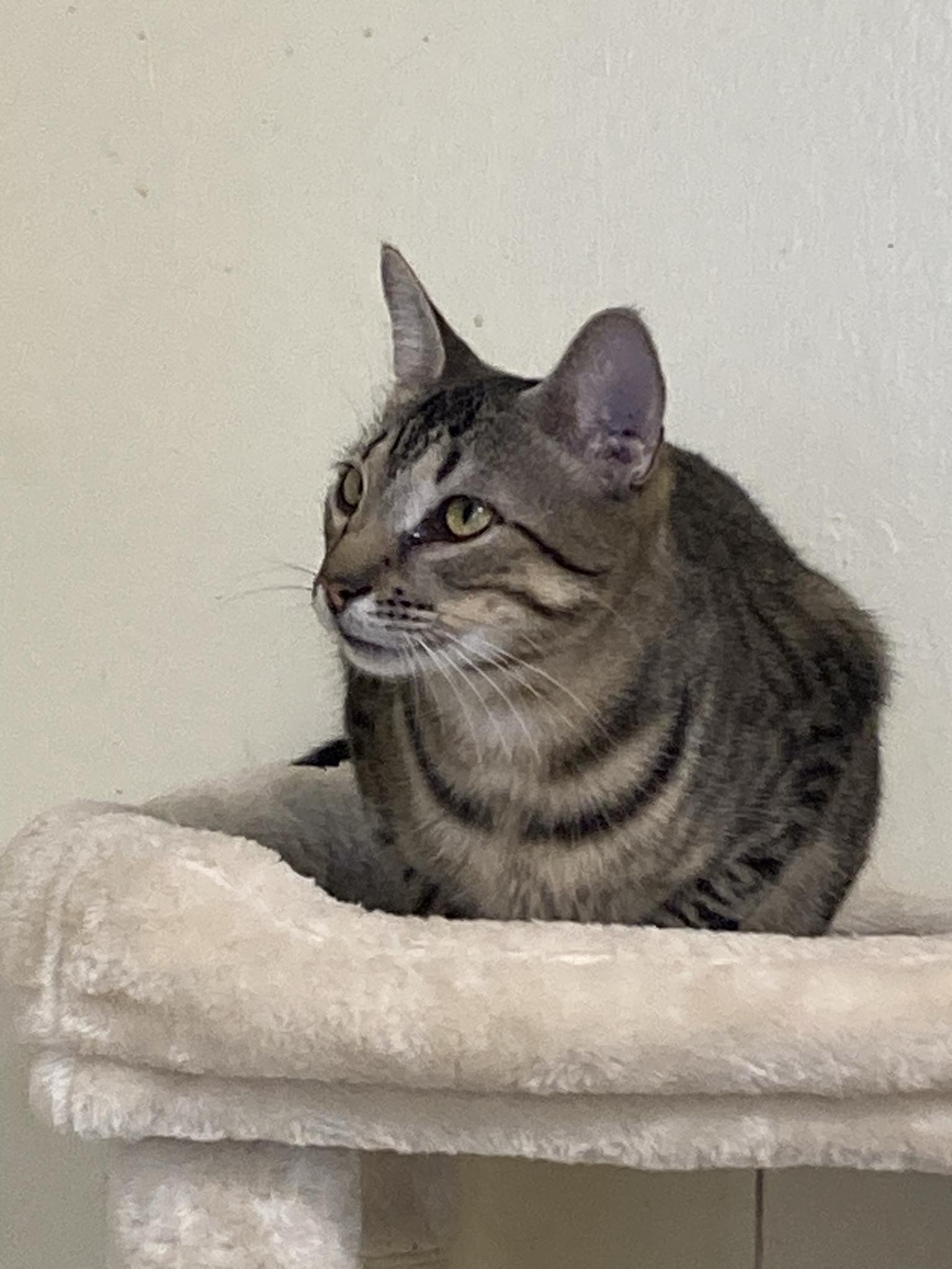 Ray, a Adoptable Domestic Short Hair in Kankakee, IL image 2/4