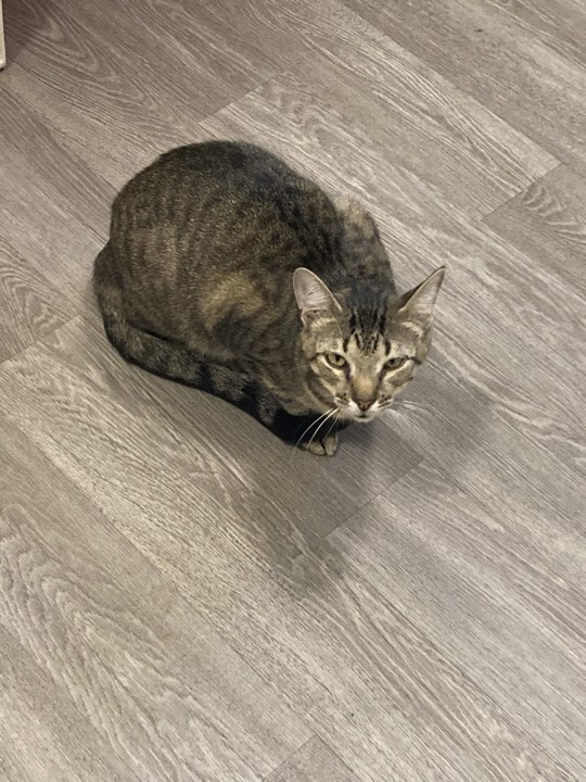 Ray, a Adoptable Domestic Short Hair in Kankakee, IL image 3/4