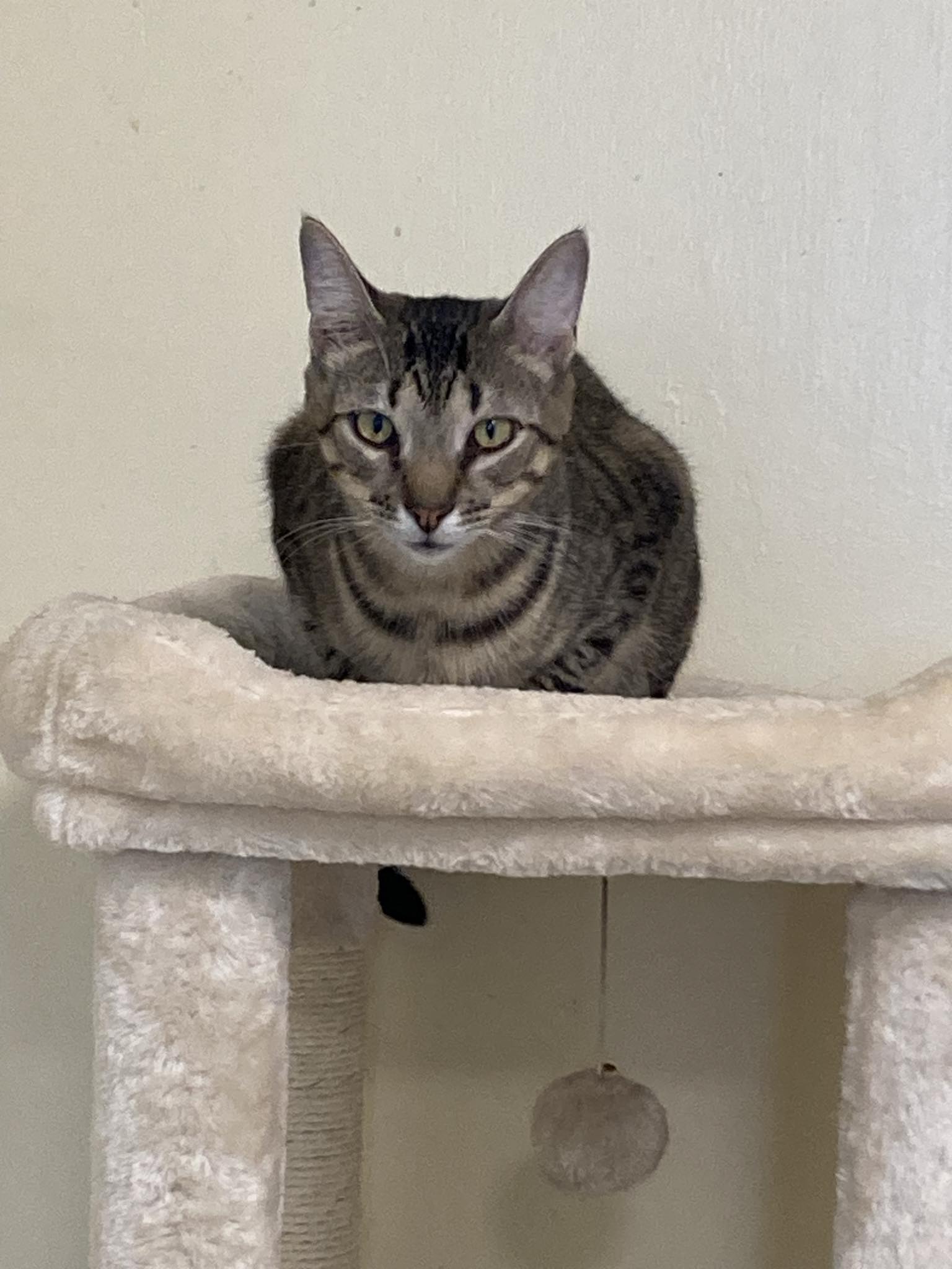 Ray, a Adoptable Domestic Short Hair in Kankakee, IL image 4/4