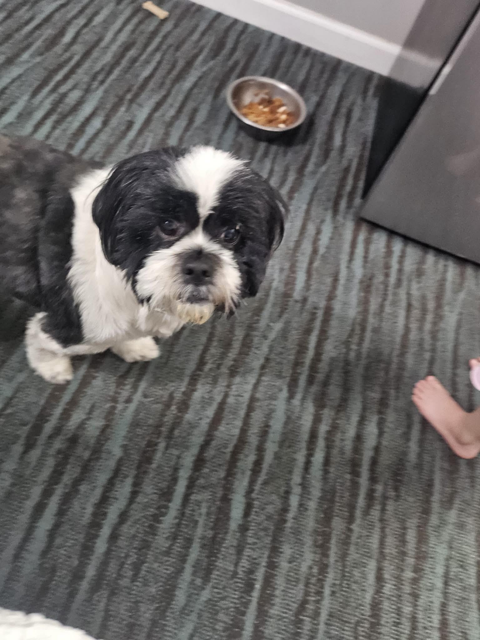 Enlarge Scruffy, a Adoptable Lhasa Apso in Mantua, OH image 2/5