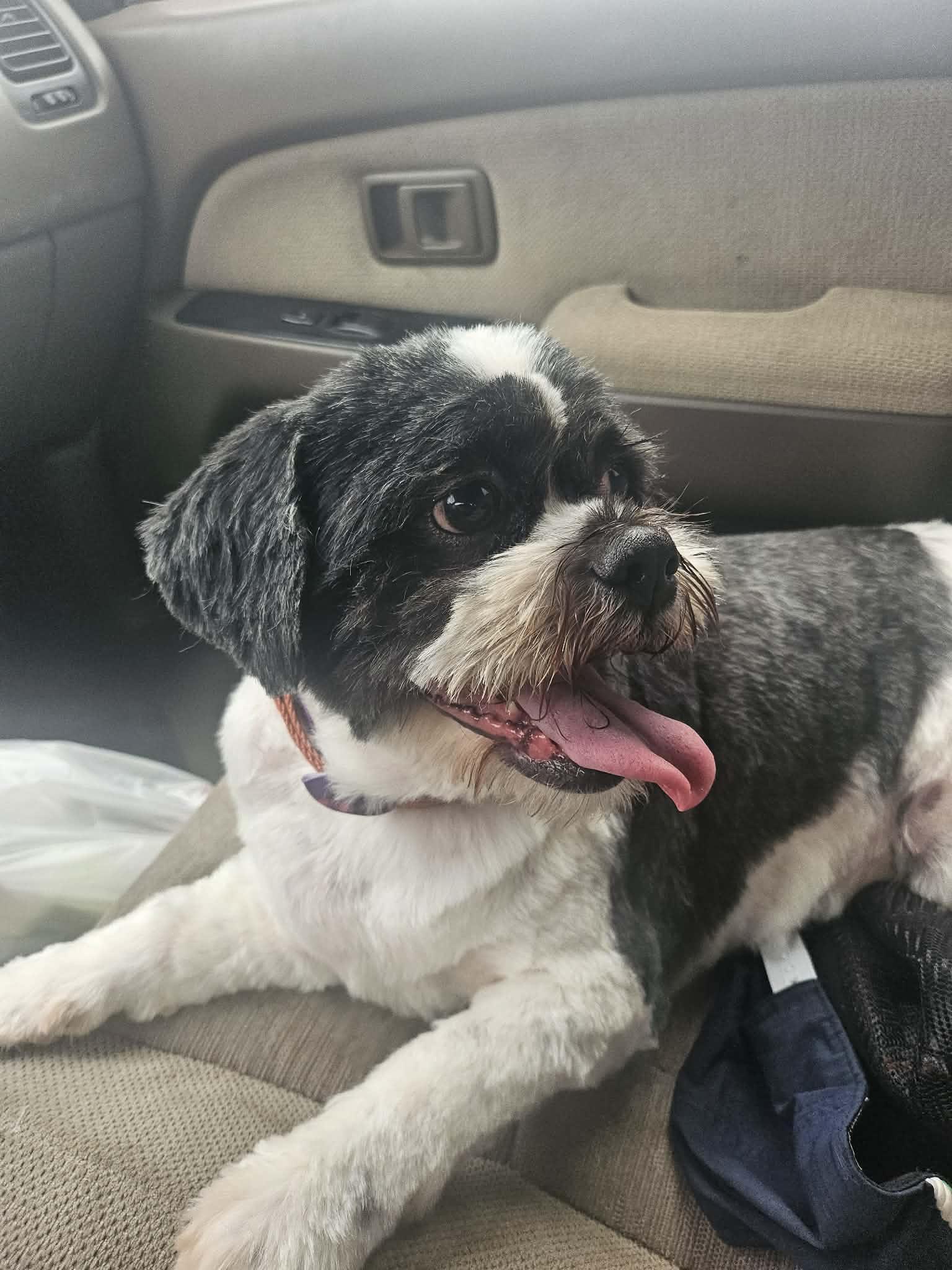 Enlarge Scruffy, a Adoptable Lhasa Apso in Mantua, OH image 1/5