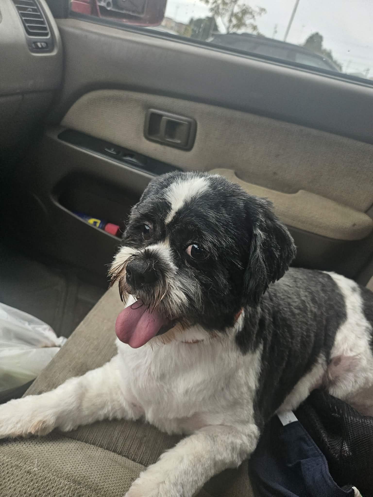 Enlarge Scruffy, a Adoptable Lhasa Apso in Mantua, OH image 4/5