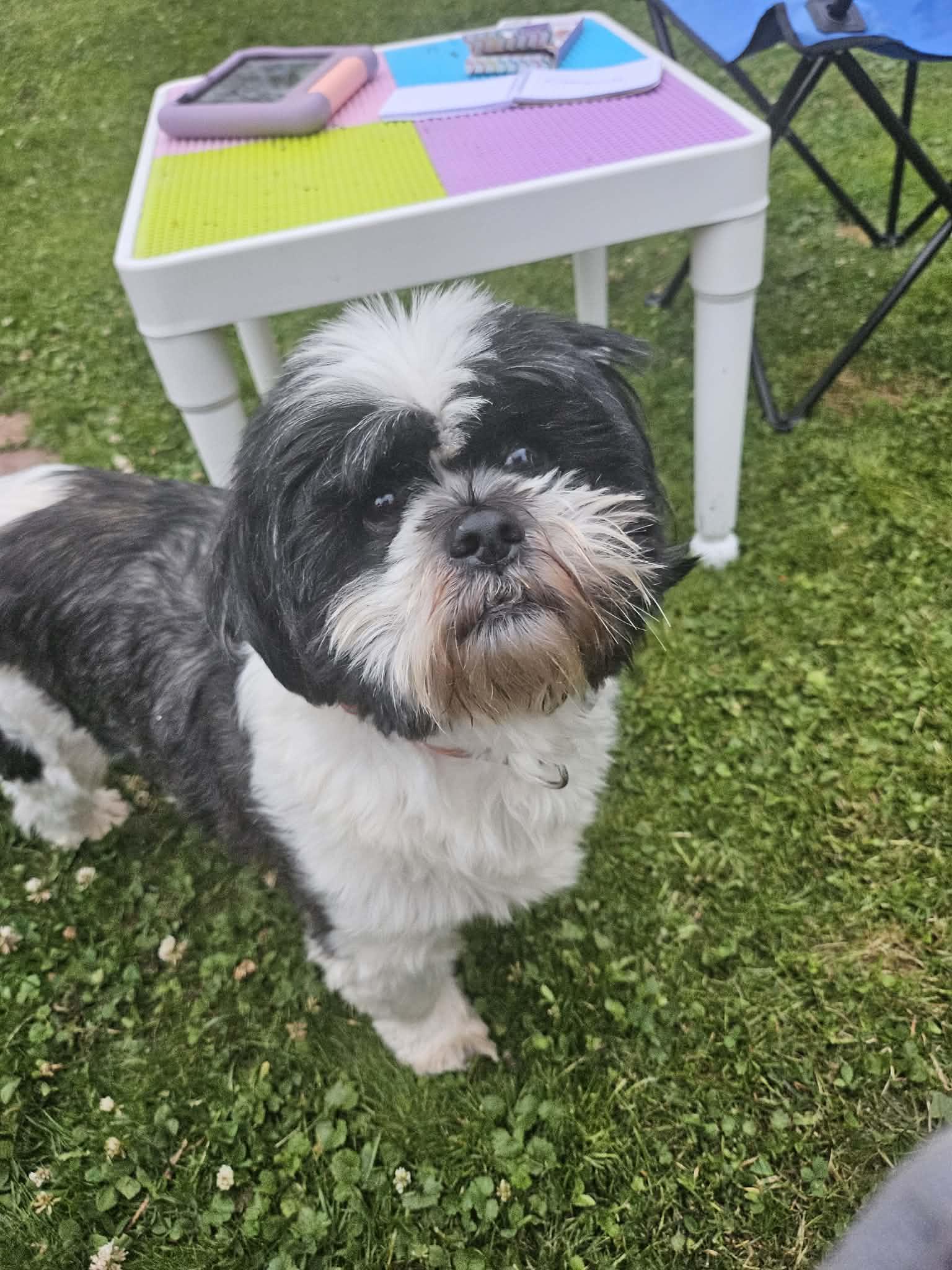 Enlarge Scruffy, a Adoptable Lhasa Apso in Mantua, OH image 3/5
