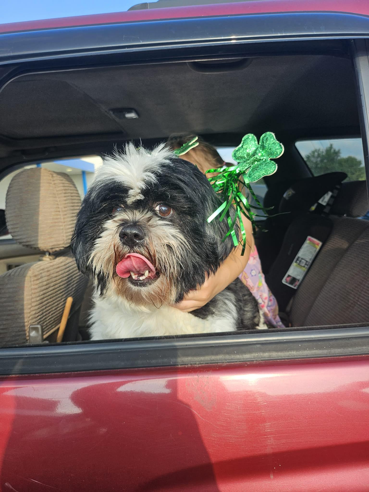 Enlarge Scruffy, a Adoptable Lhasa Apso in Mantua, OH image 5/5