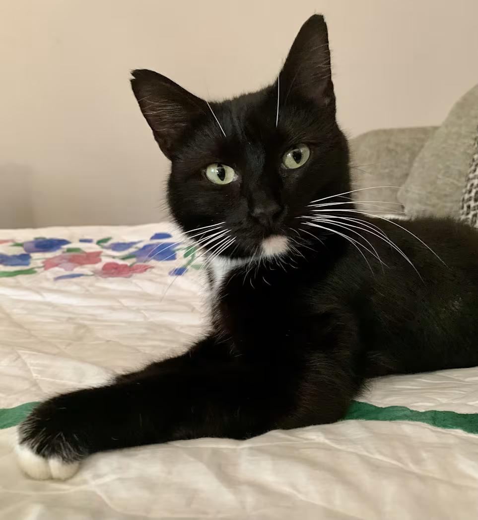 Calliope, a ADOPTABLE mixed breed in Greensboro, NC image 3/3
