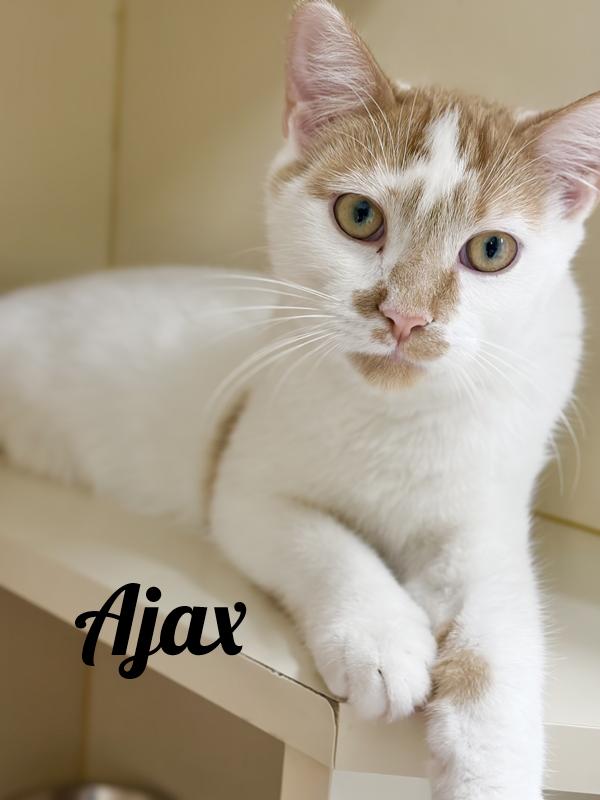 Enlarge Ajax, a Adoptable Domestic Short Hair in Manistee, MI image 1/1