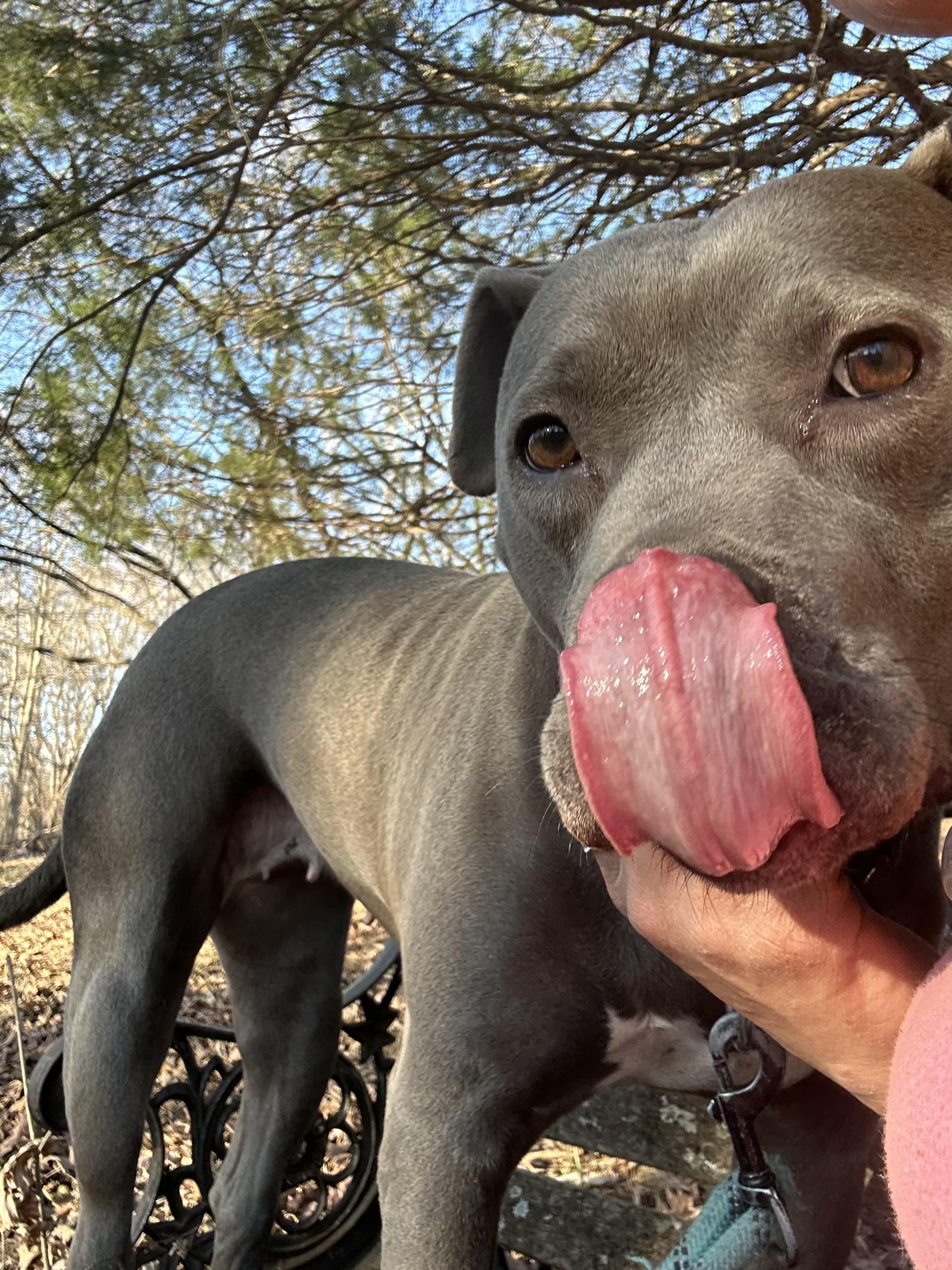 Enlarge genesis, an adopted Pit Bull Terrier in Yakima, WA image 4/6