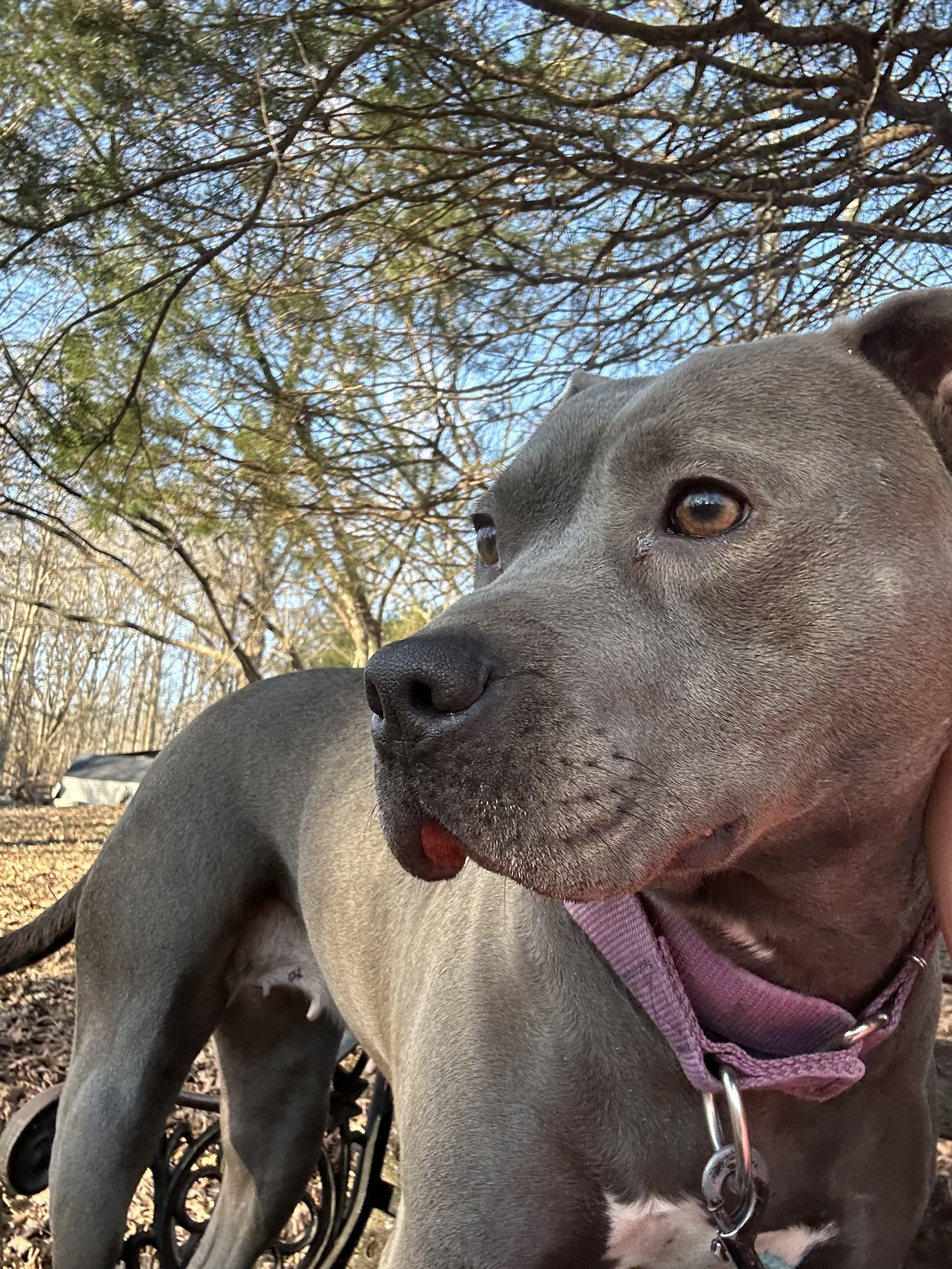 Enlarge genesis, an adopted Pit Bull Terrier in Yakima, WA image 6/6