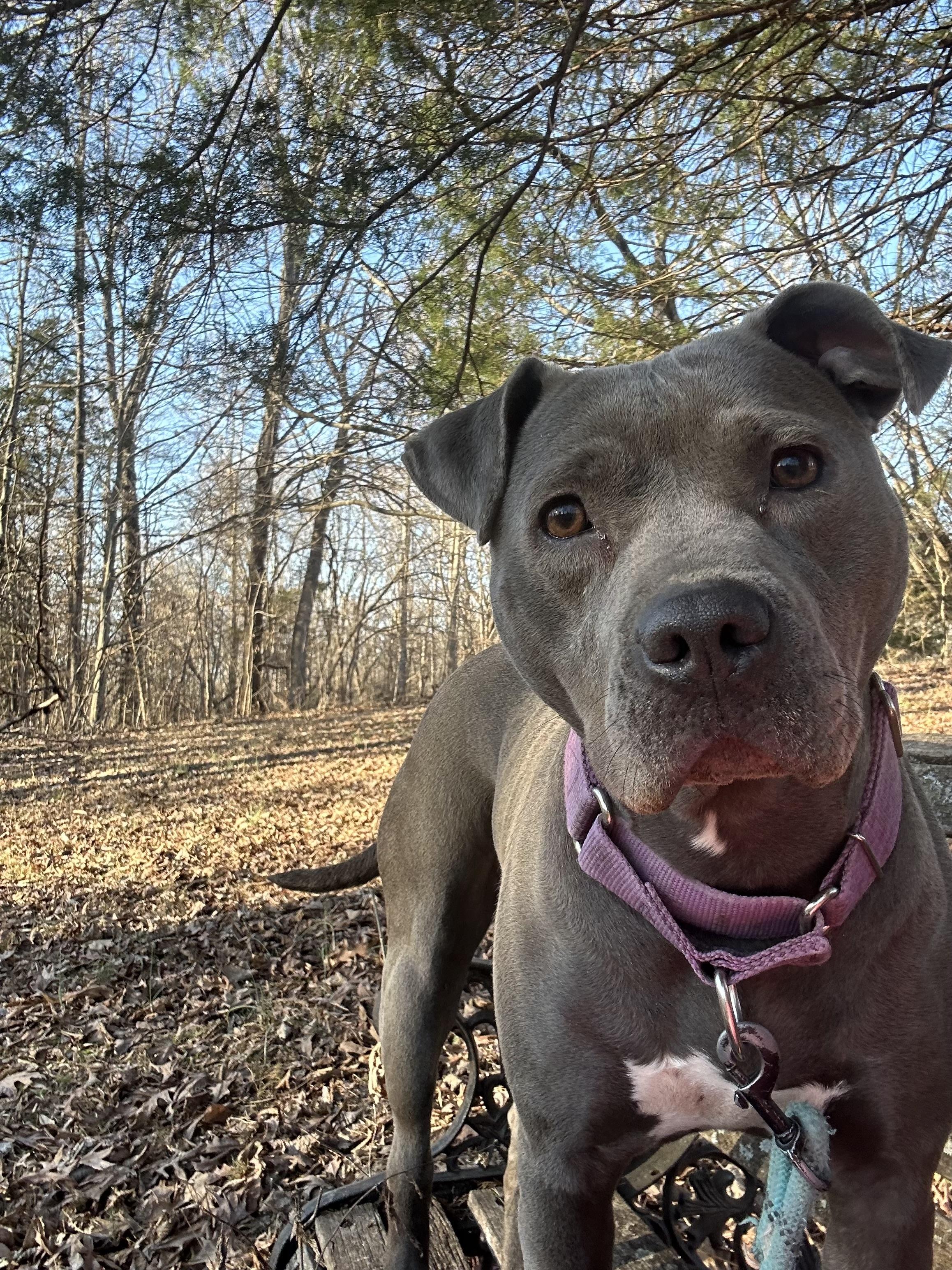 Enlarge genesis, an adopted Pit Bull Terrier in Yakima, WA image 2/6