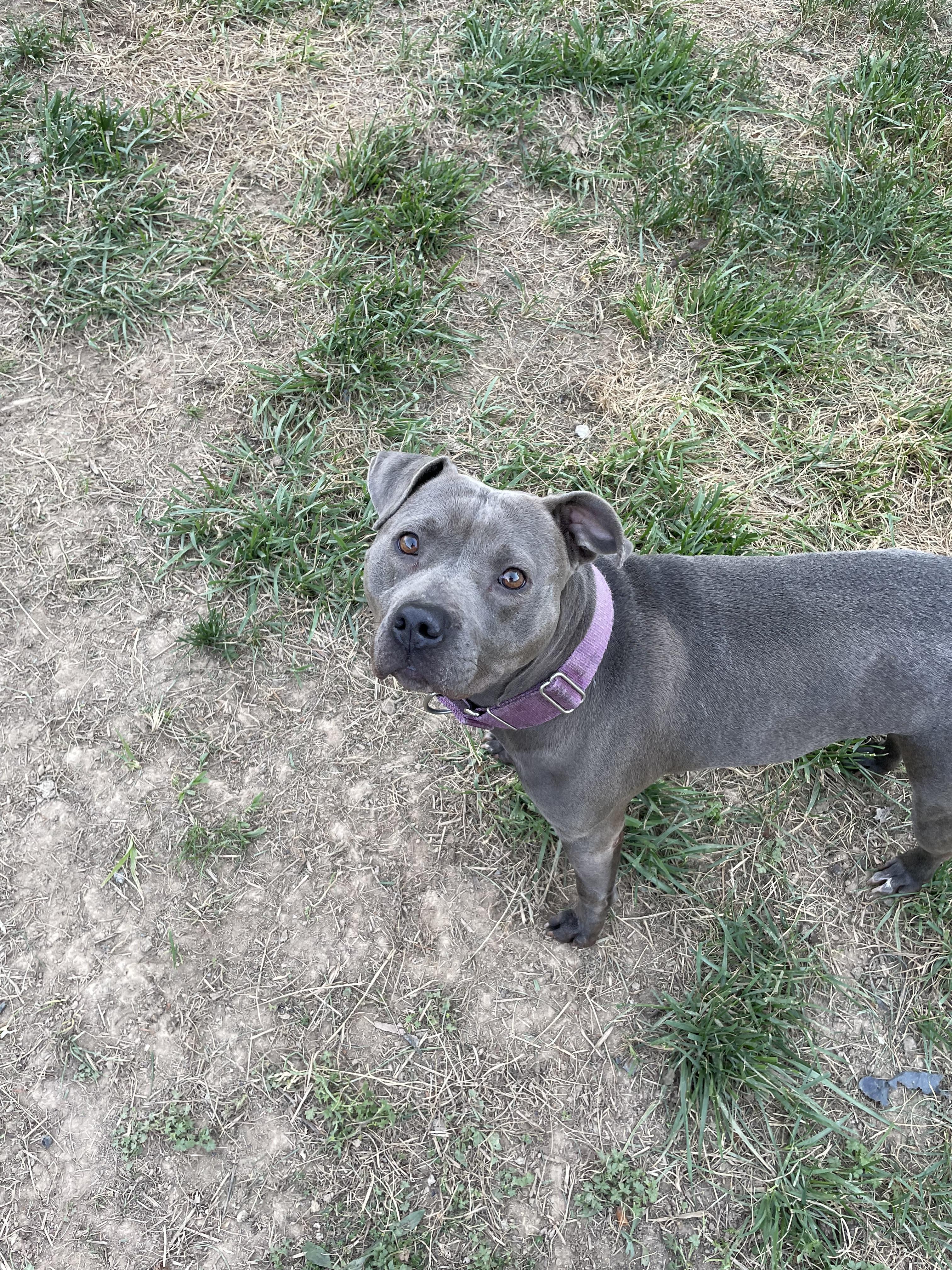 Enlarge genesis, an adopted Pit Bull Terrier in Yakima, WA image 3/6