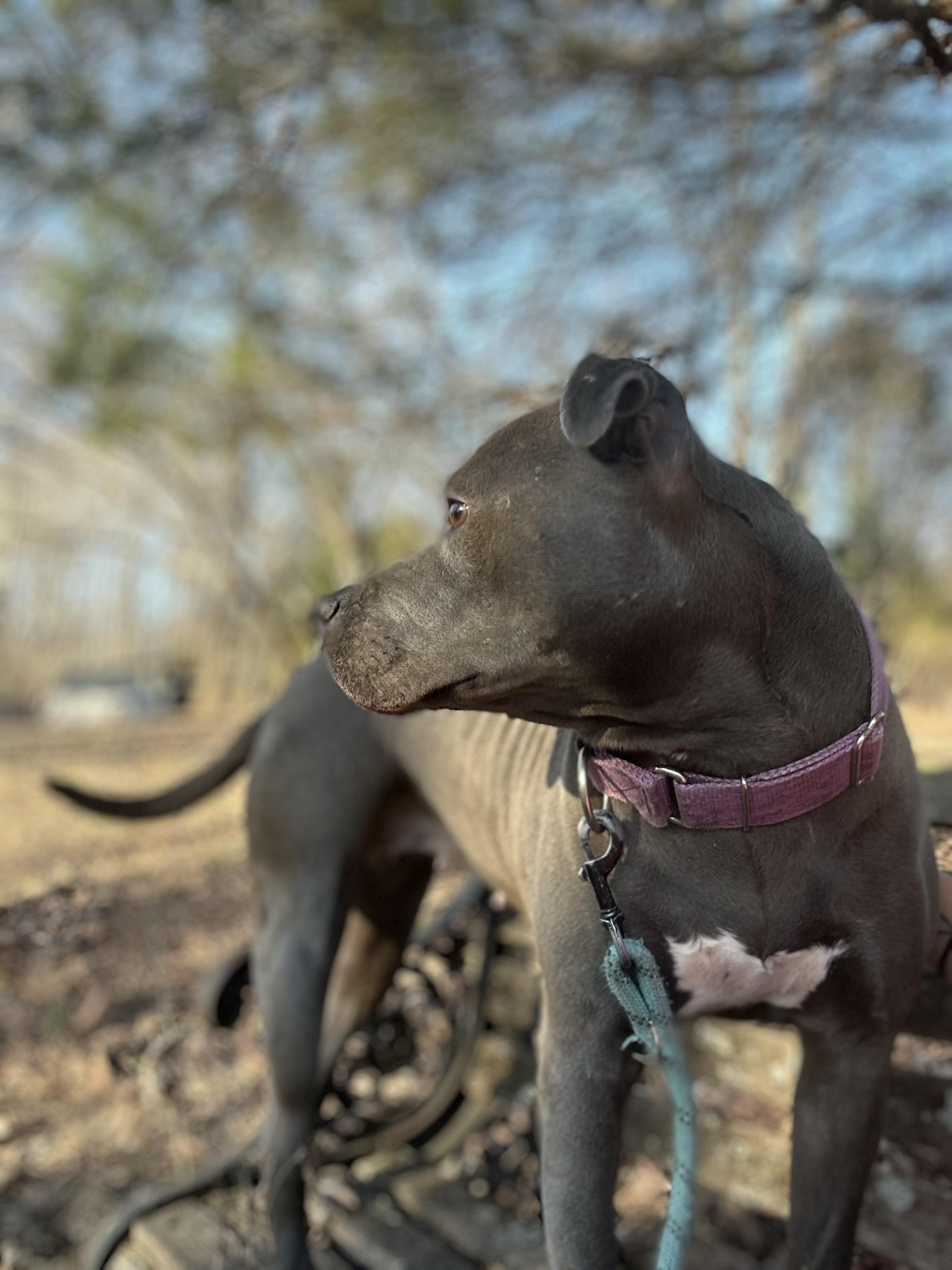 Enlarge genesis, an adopted Pit Bull Terrier in Yakima, WA image 5/6