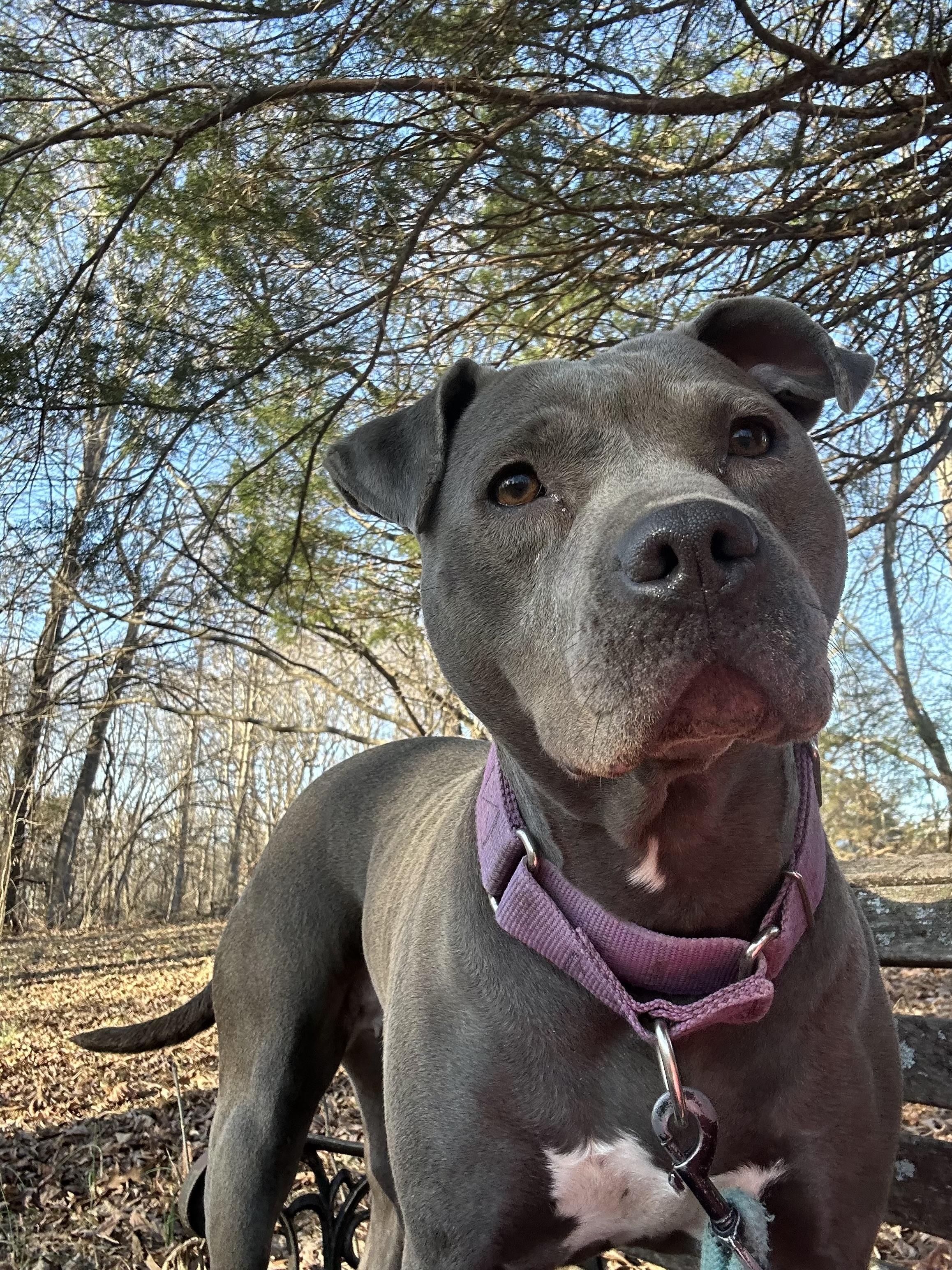 Enlarge Genesis, an adopted Pit Bull Terrier in bowling green, KY image 1/6