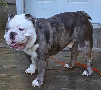 BUBBA BLUE - pending, a ADOPTABLE mixed breed in Bonney Lake, WA image 3/3