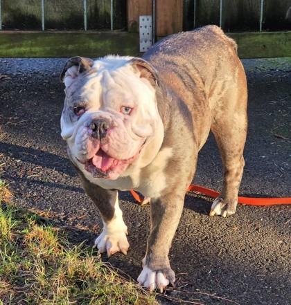 BUBBA BLUE - pending, a ADOPTABLE mixed breed in Bonney Lake, WA image 2/3
